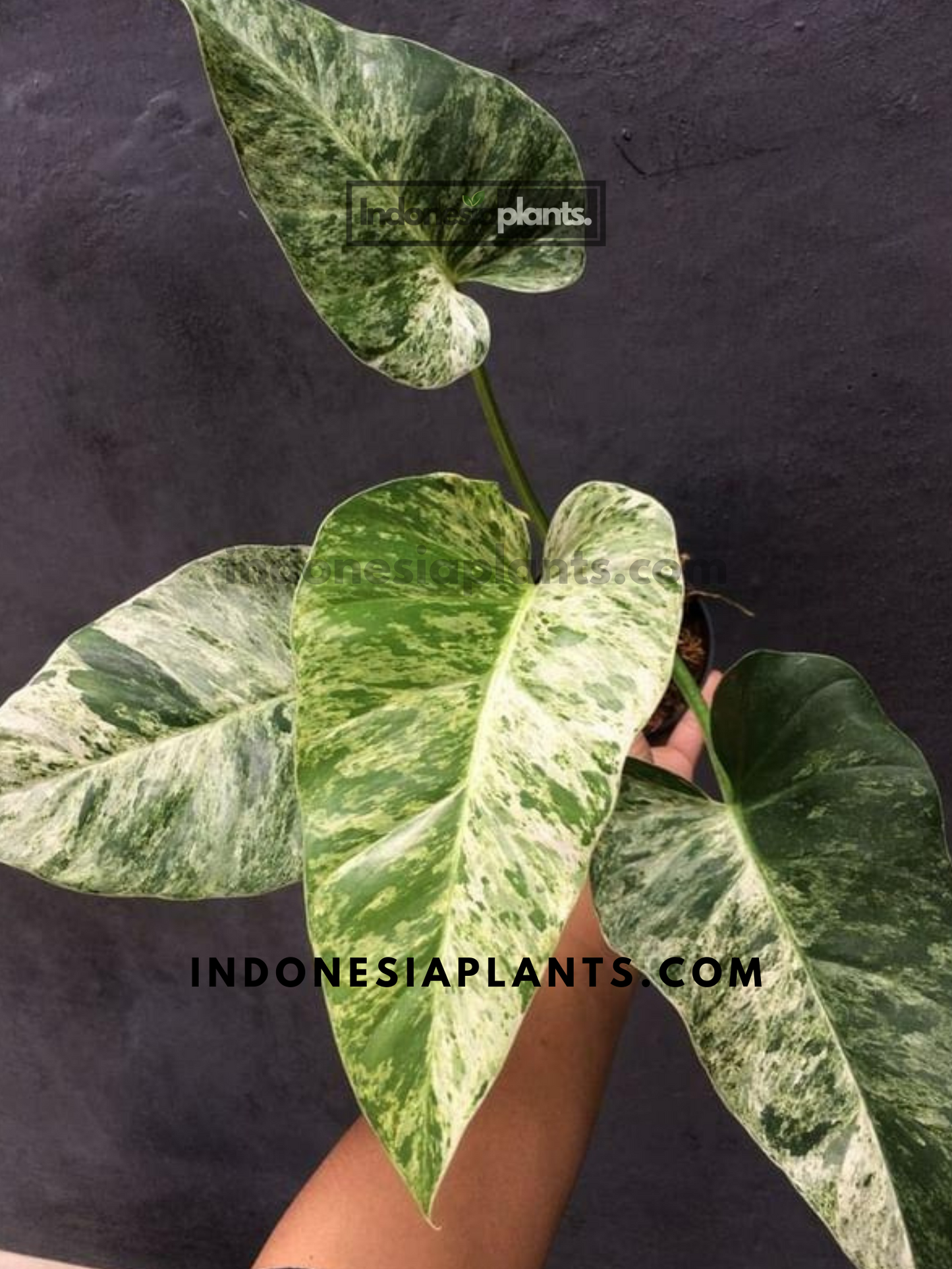 Philodendron Giganteum Blizzard Variegated