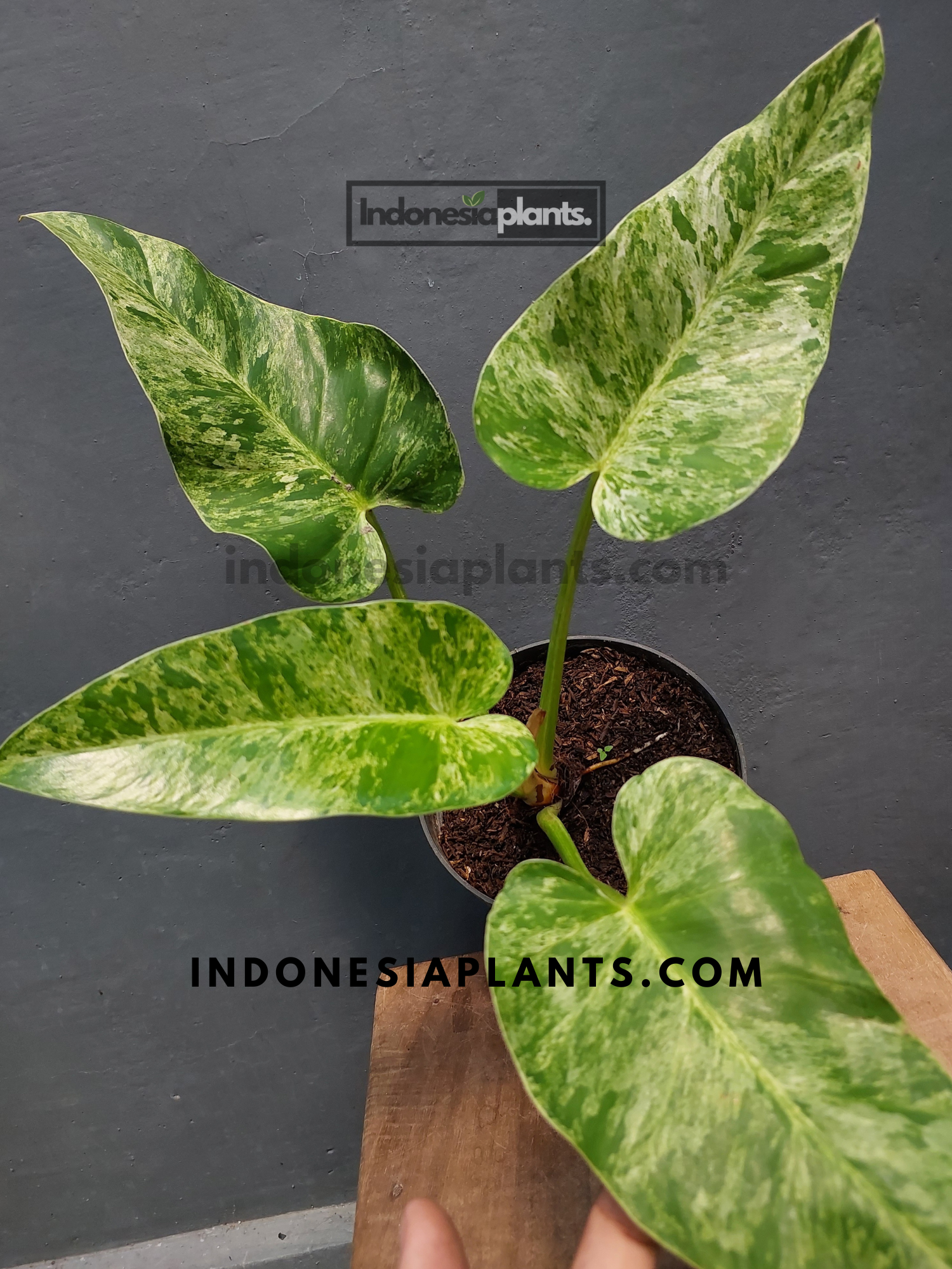 philodendron giganteum juvenile Philodendron Giganteum Blizzard Variegated Small