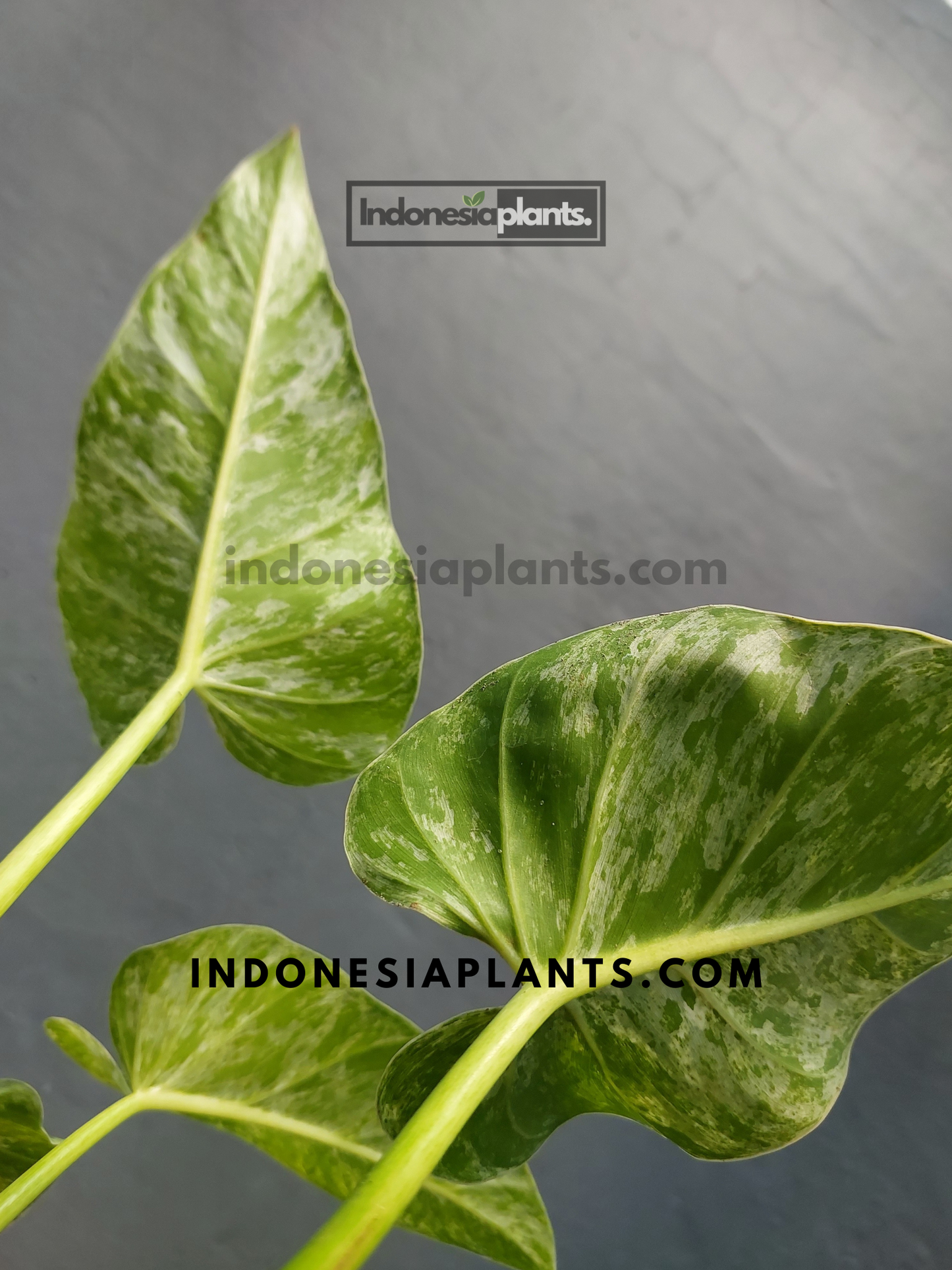 Philodendron Giganteum Blizzard Variegated