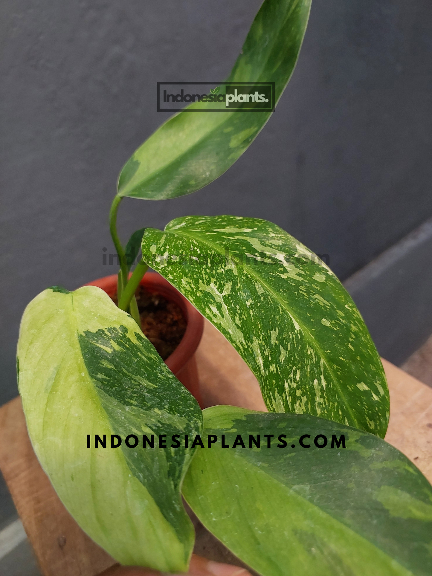 Philodendron Jose Buono