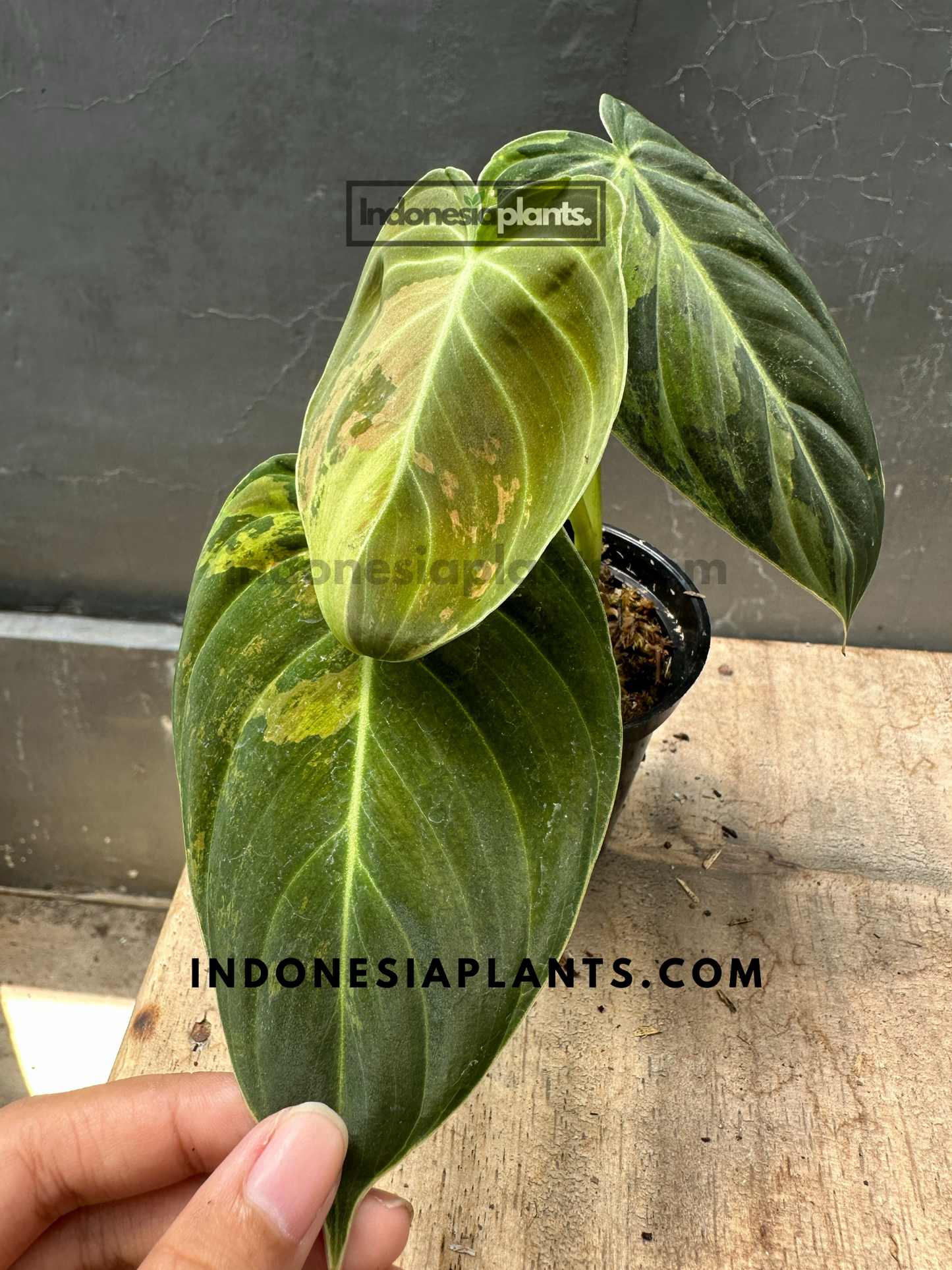 Philodendron Melanochrysum Variegated