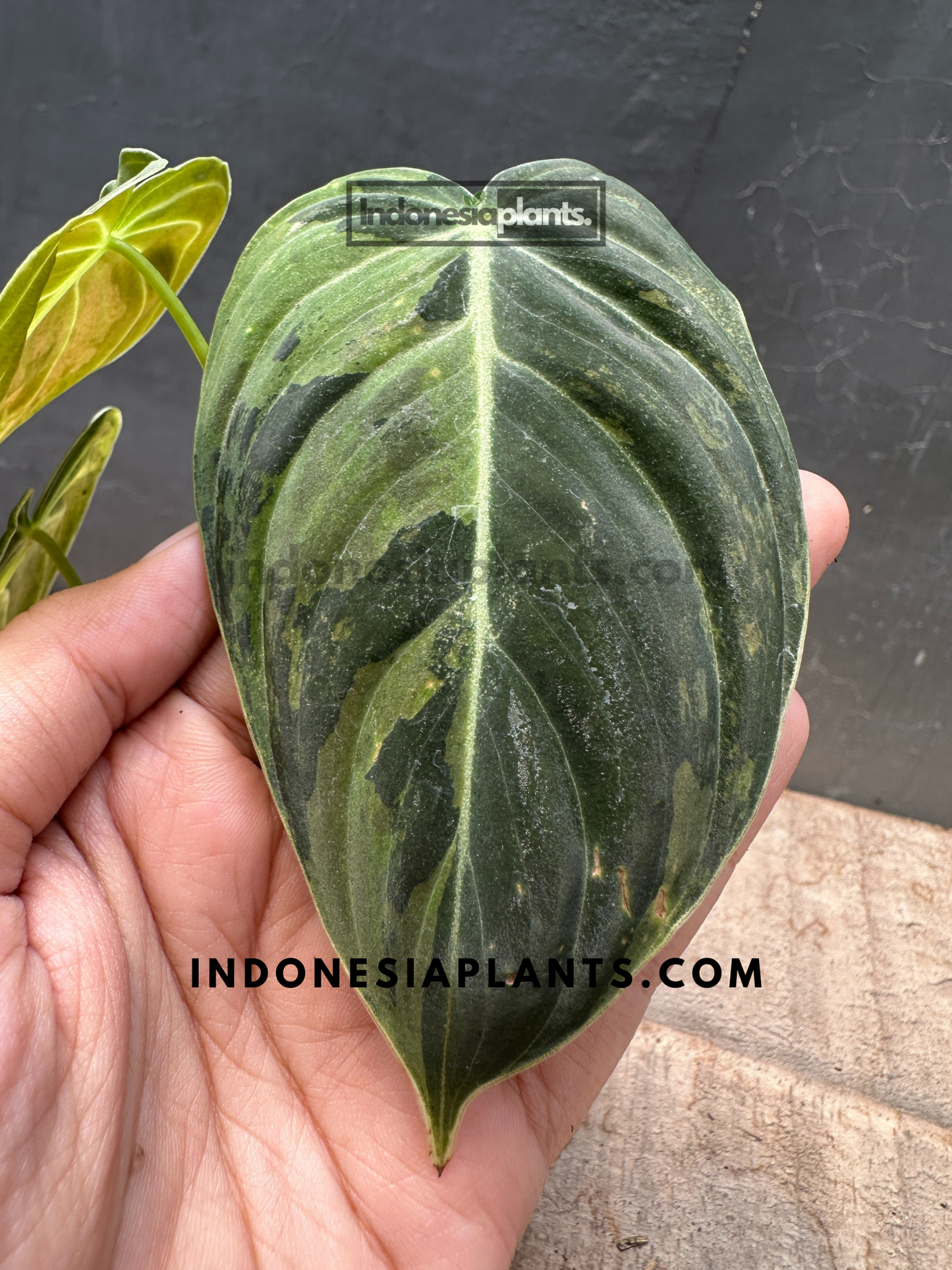 Philodendron Melanochrysum Variegated