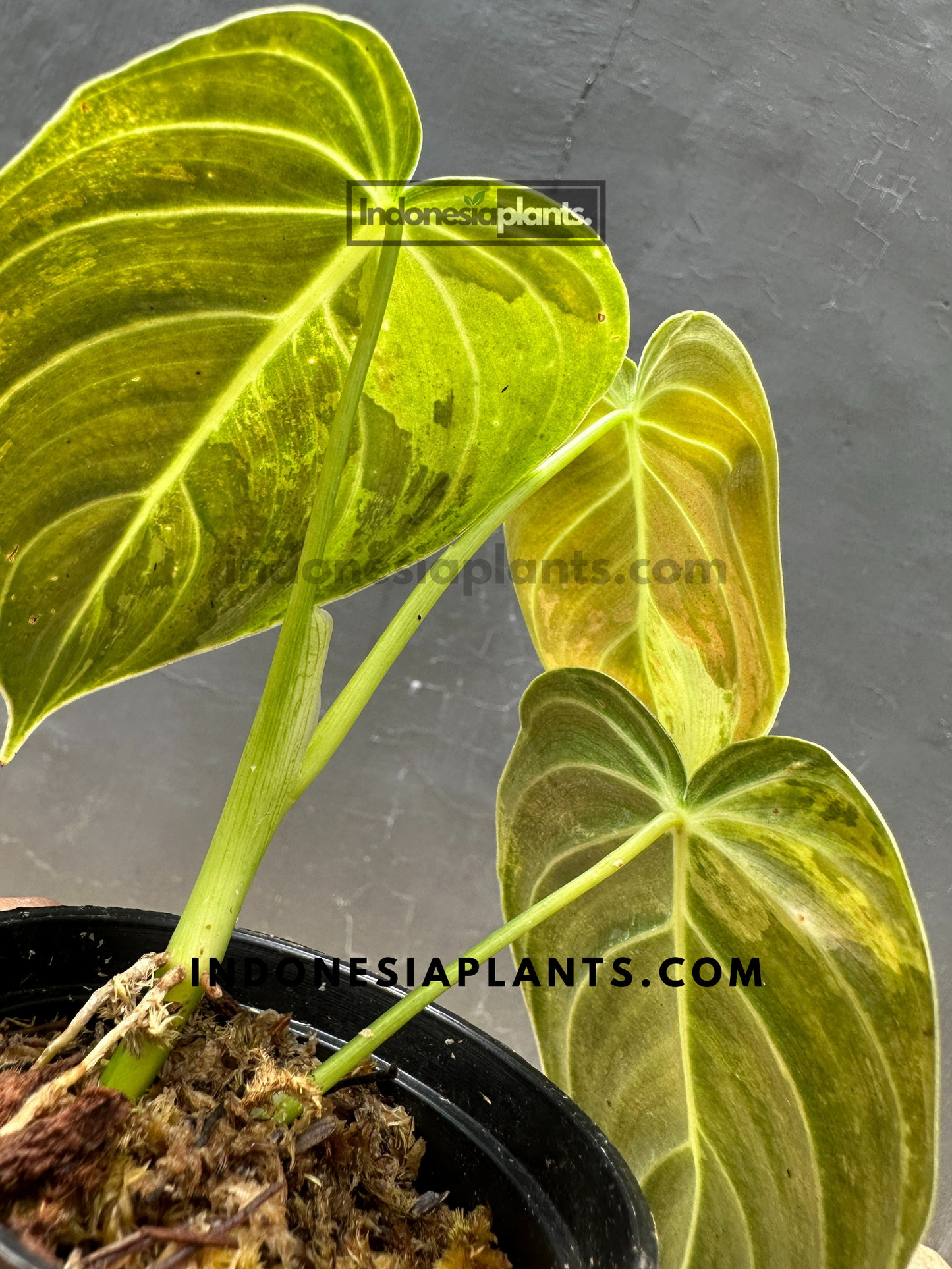 Philodendron Melanochrysum Variegated