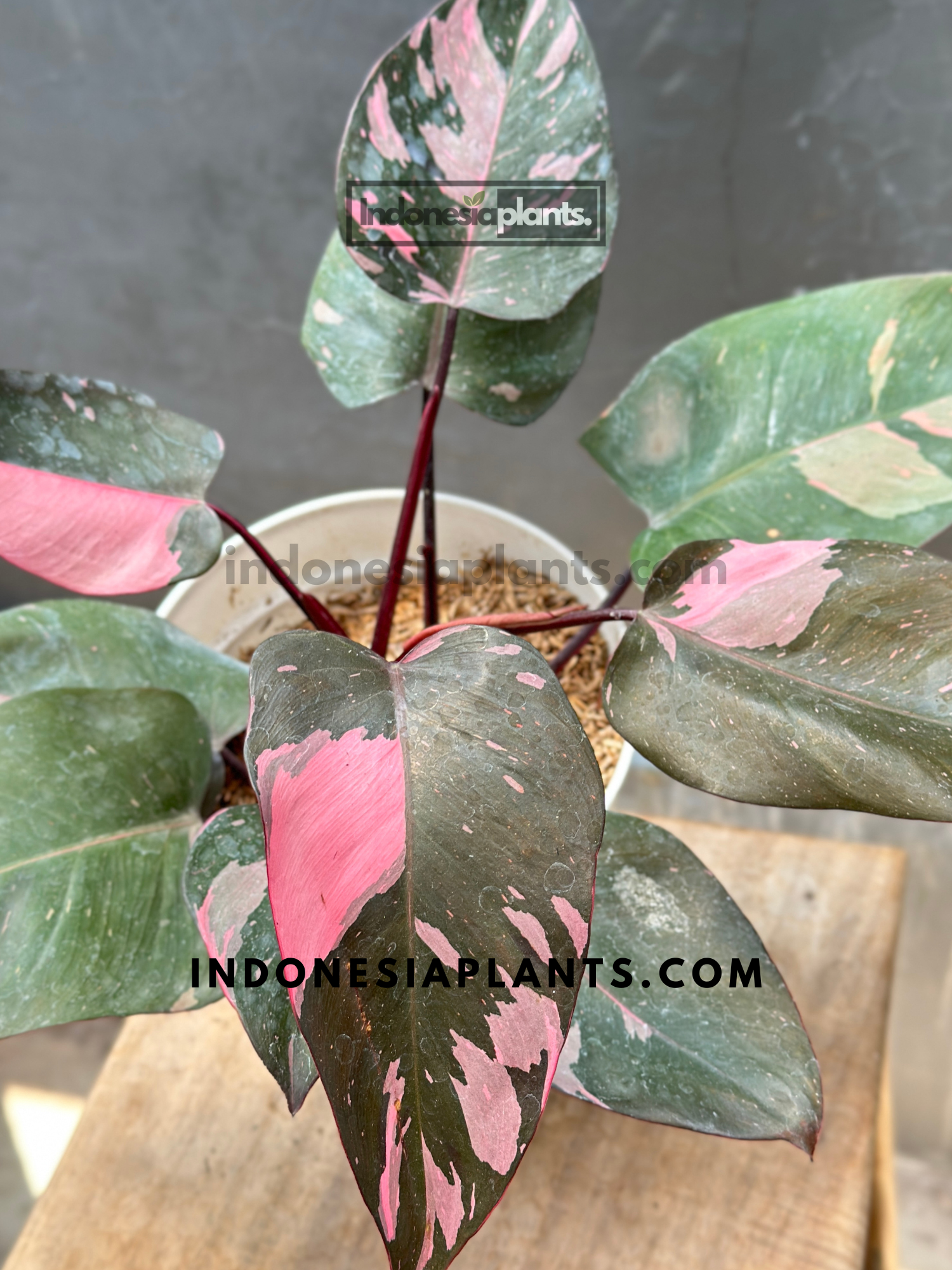Philodendron Pink Princess Black Cherry Galaxy – INDONESIAPLANTS Philodendron Pink Princess Black Cherry Galaxy – INDONESIAPLANTS
