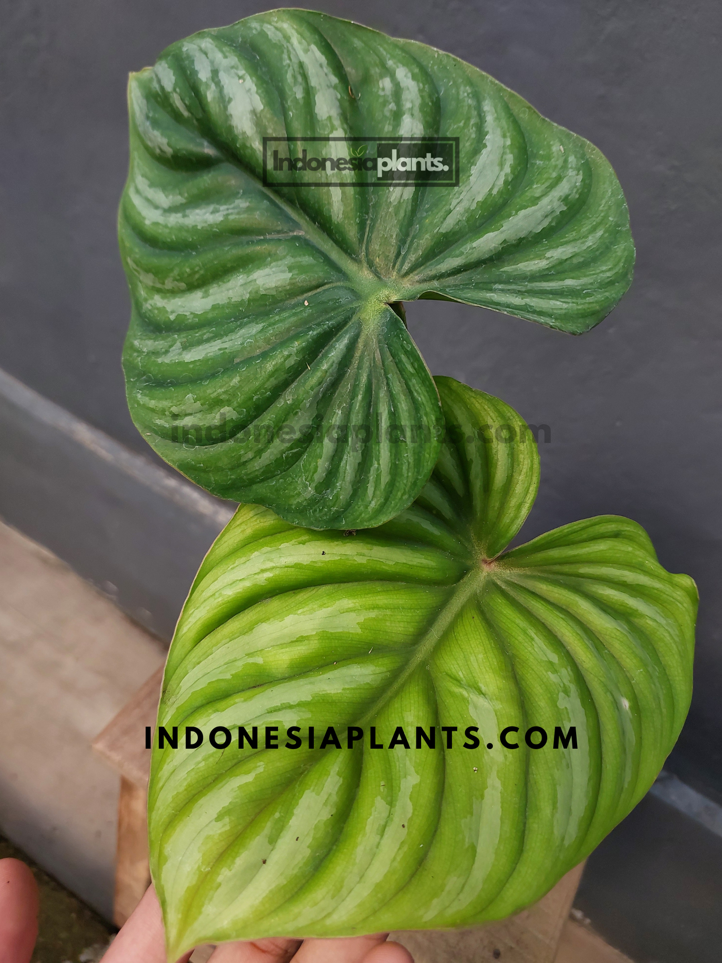 Philodendron Plowmanii round form