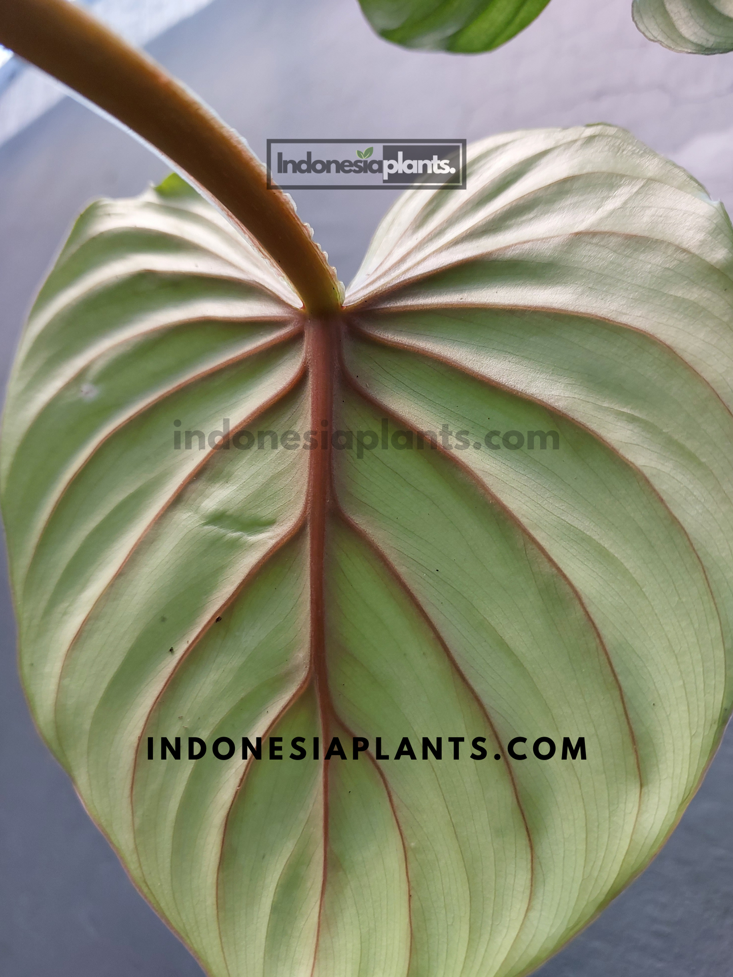 Philodendron Plowmanii round form