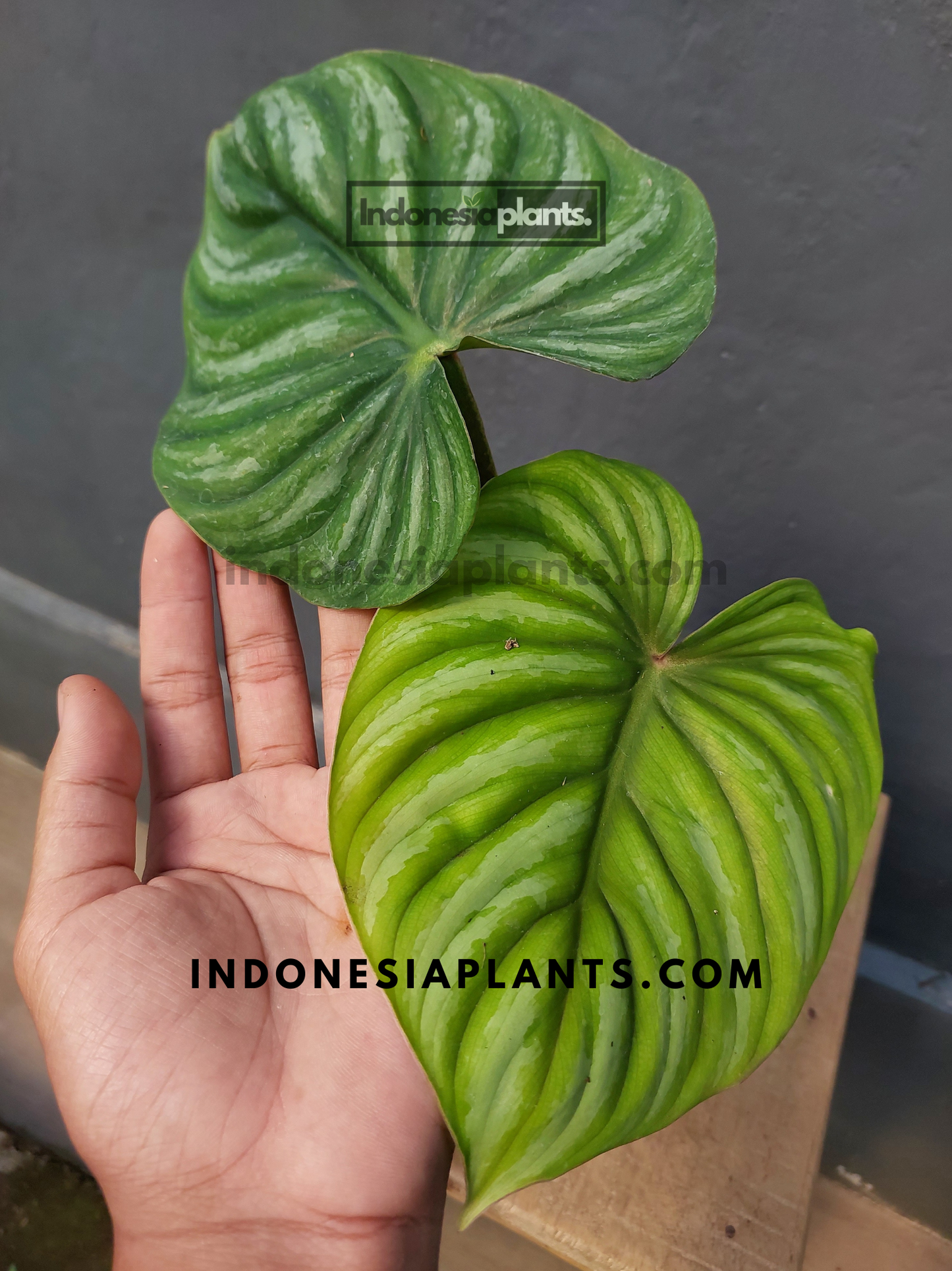 Philodendron Plowmanii round form