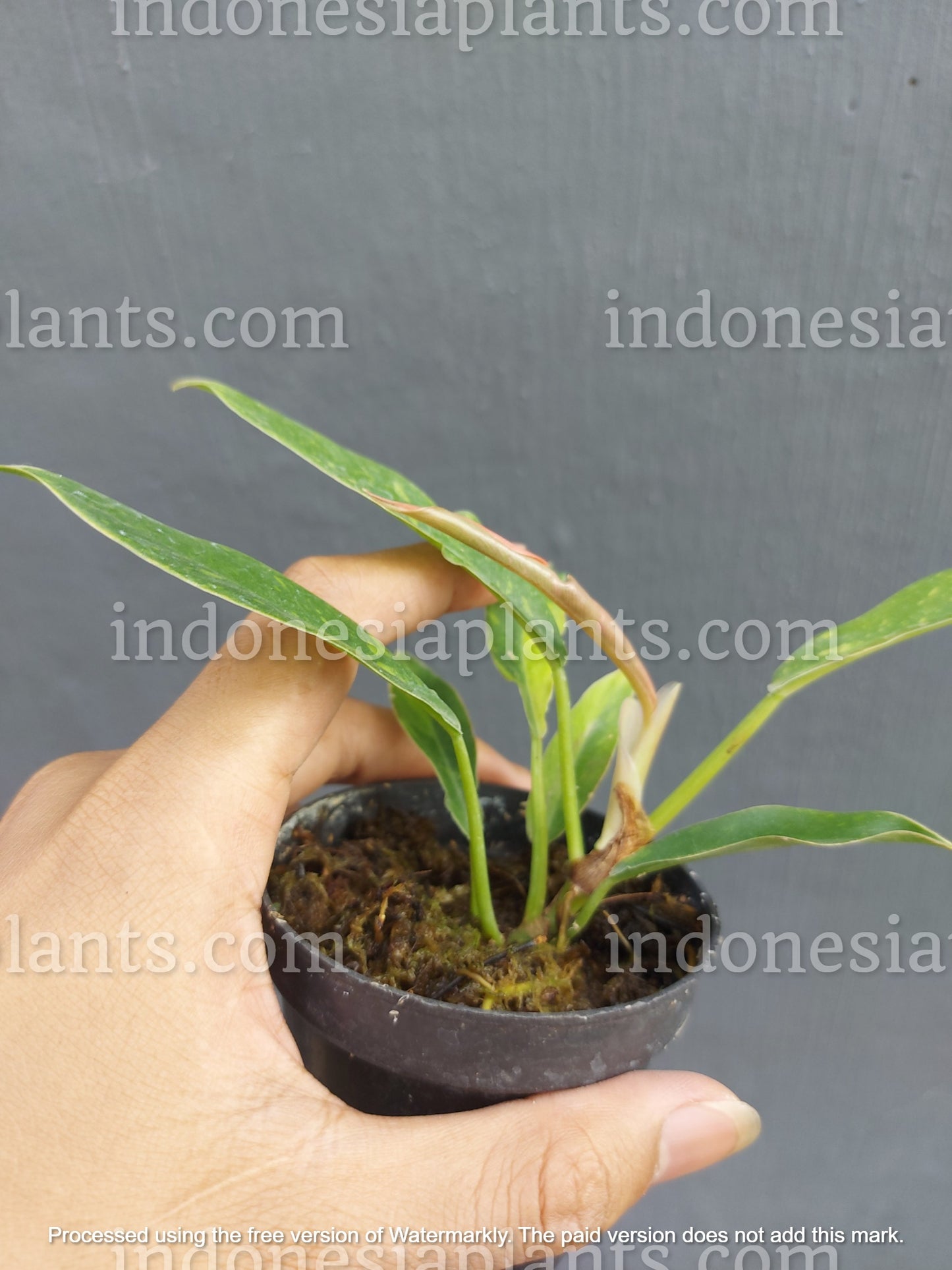 philodendron ring of fire small, philodendron ring of fire variegated, philodendron variegated plants