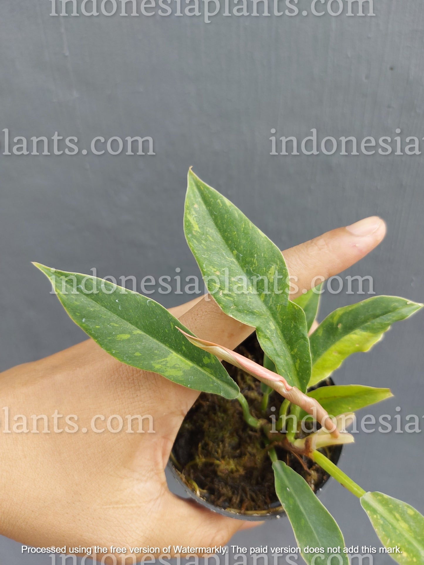 philodendron ring of fire small, philodendron ring of fire variegated, philodendron variegated plants
