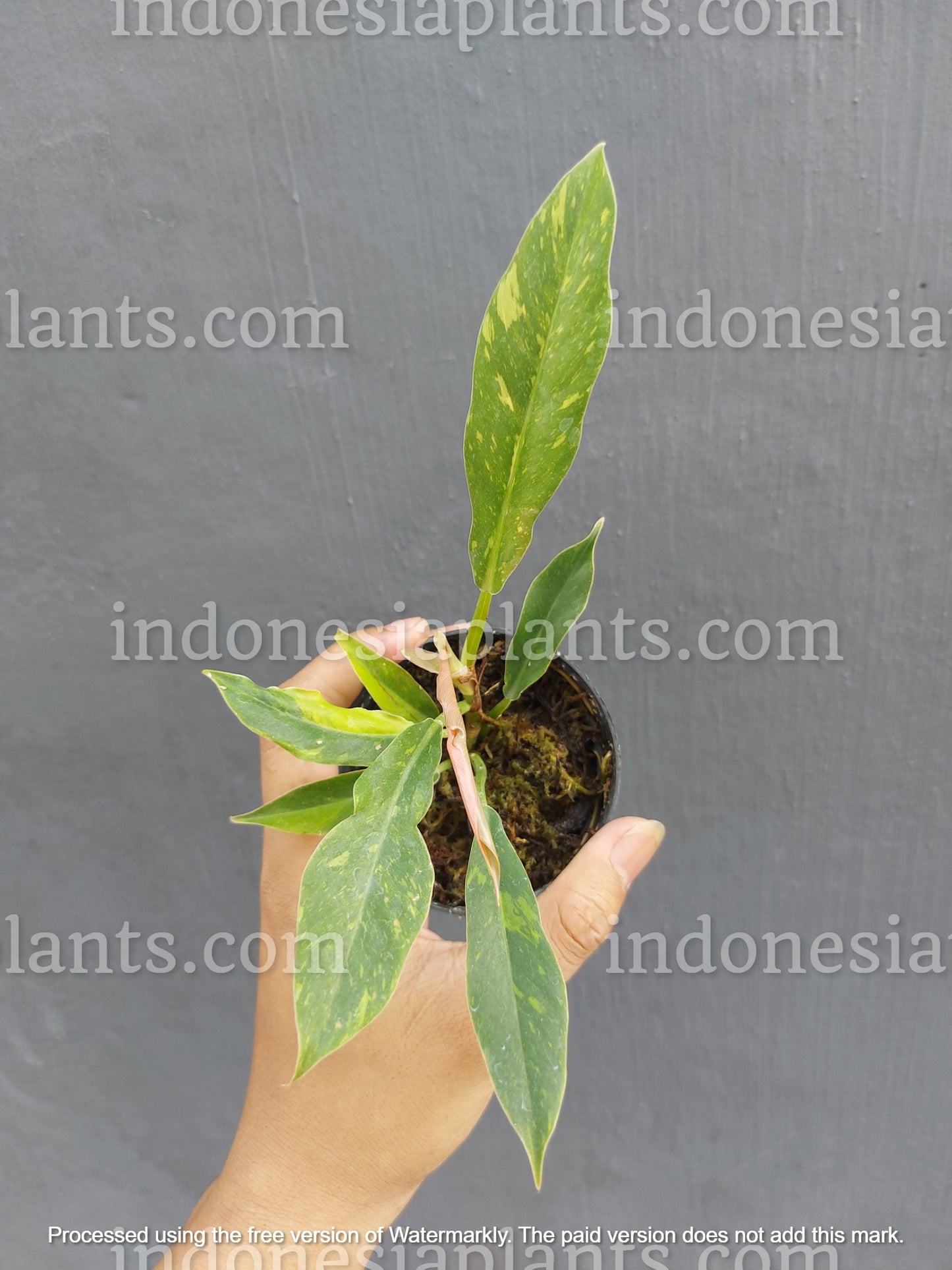 philodendron ring of fire small, philodendron ring of fire variegated, philodendron variegated plants