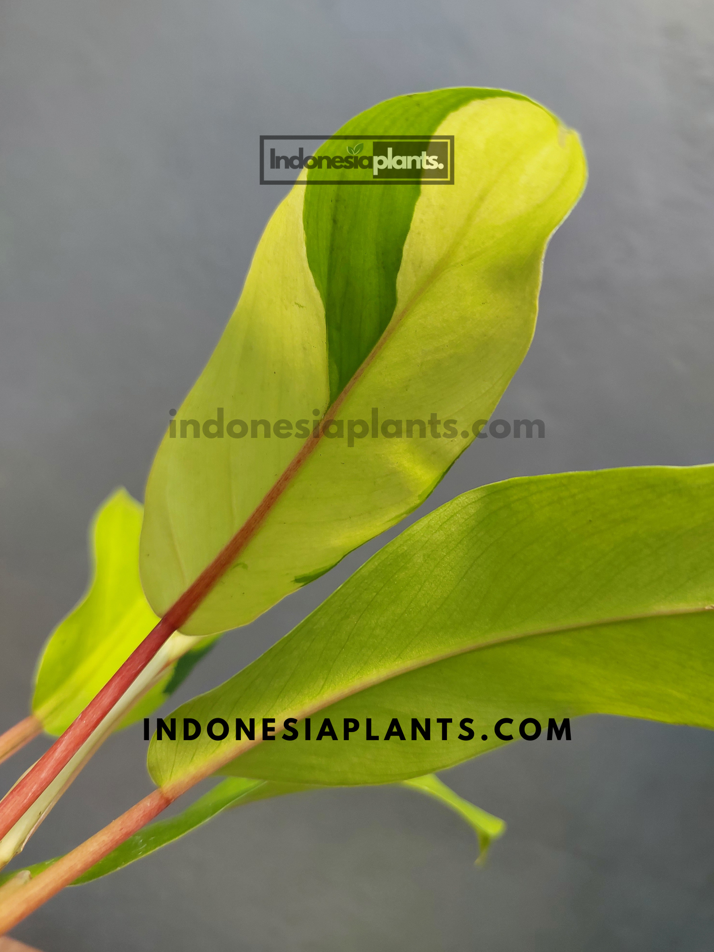 Vibrant Philodendron Thai Sunrise with elongated lime-green leaves and deep green variegation, potted in a nursery container.