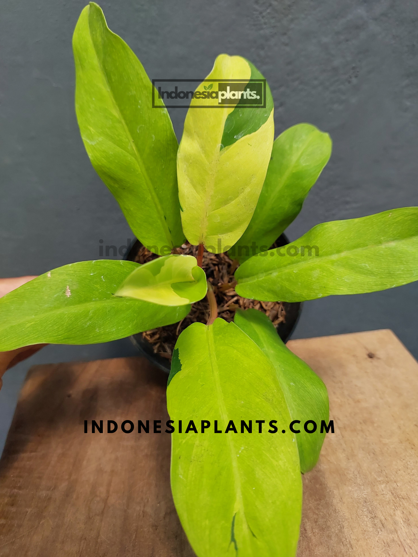 Philodendron Thai Sunrise in a small pot, showcasing its upright growth habit and vibrant leaf coloration against a neutral background.