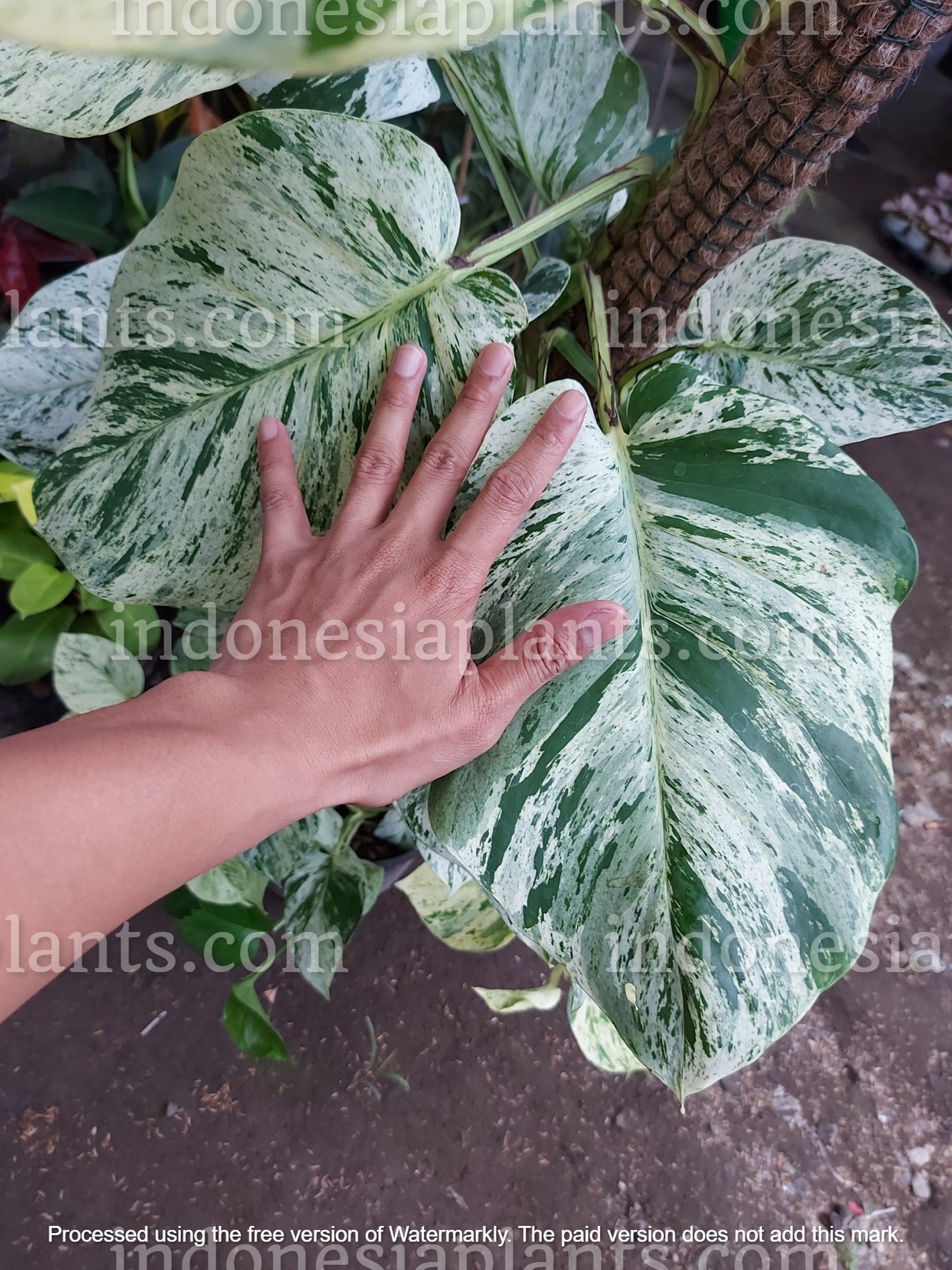 epipremnum variegated, epipremnum marble queen, marble queen plants