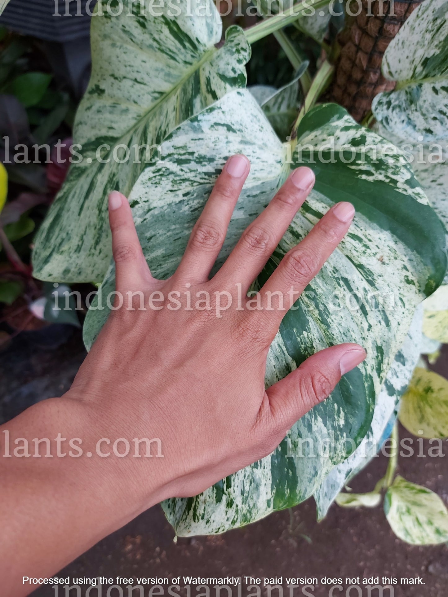 epipremnum variegated, epipremnum marble queen, marble queen plants