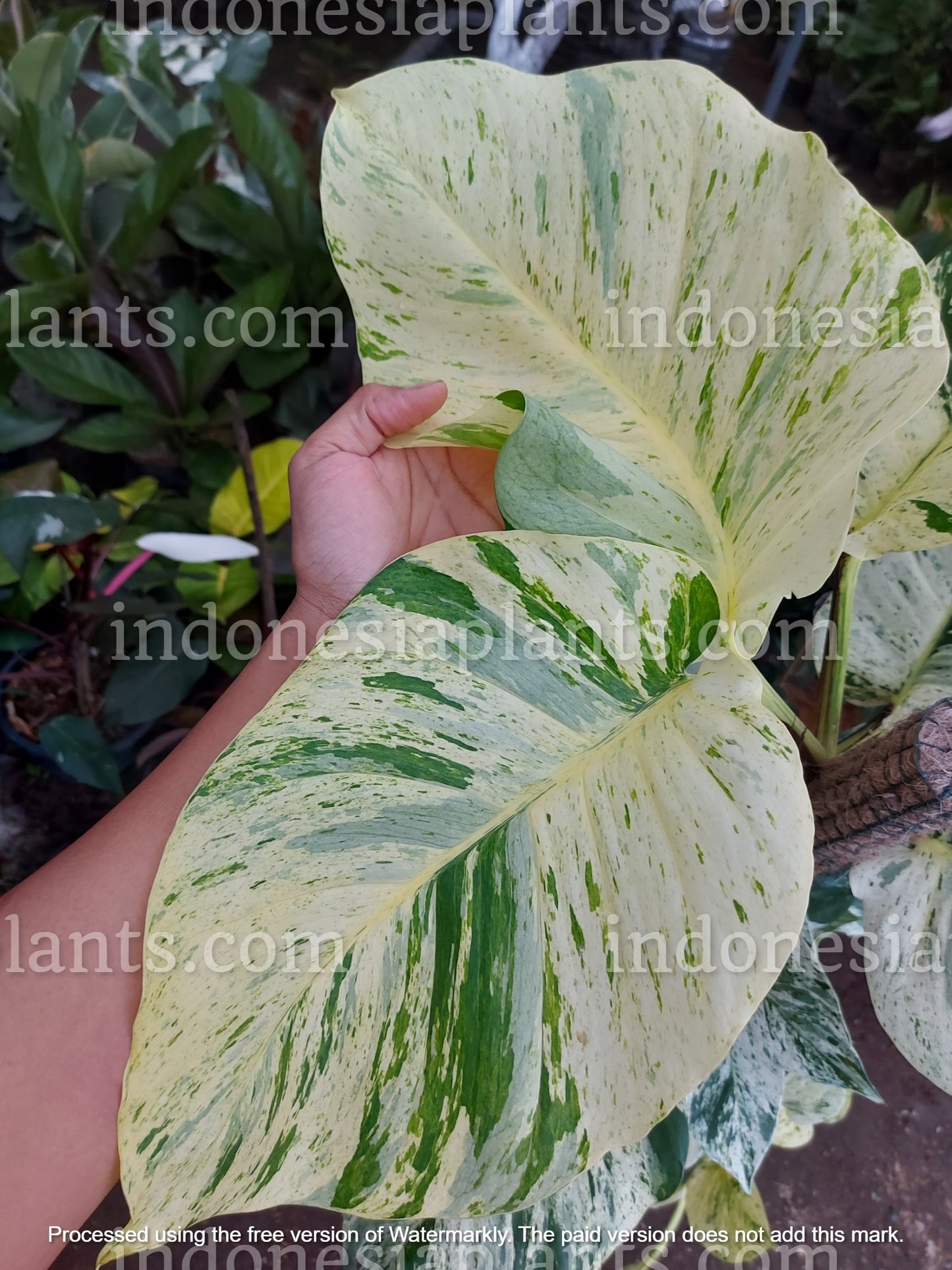 epipremnum variegated, epipremnum marble queen, marble queen plants
