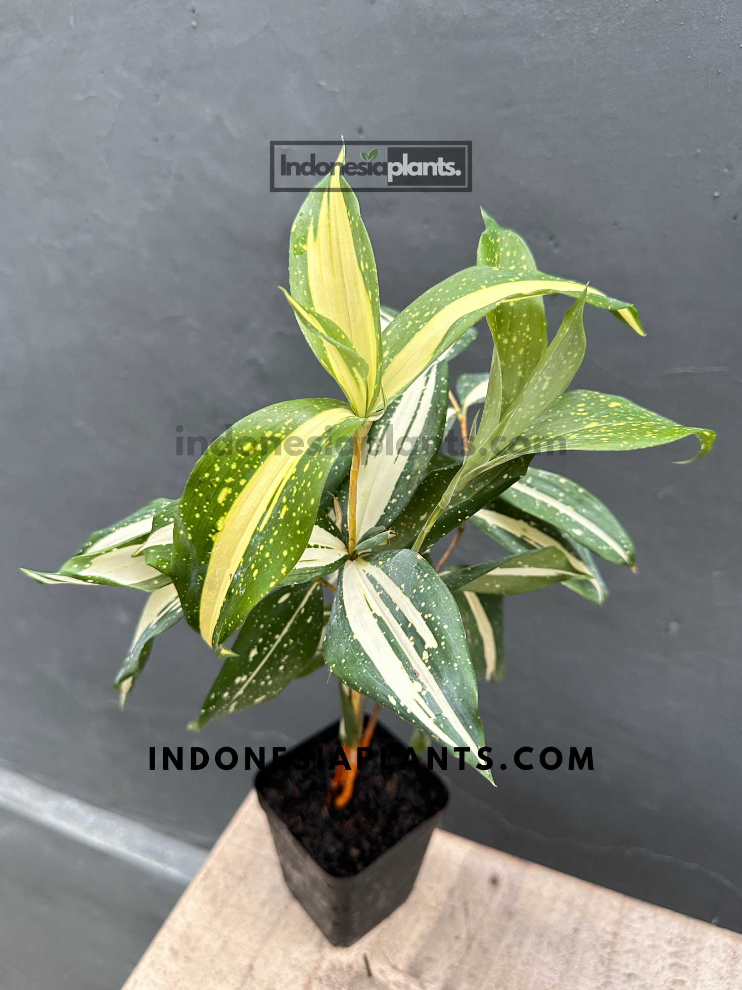 milky way dracaena Dracaena Surculosa Milky Way