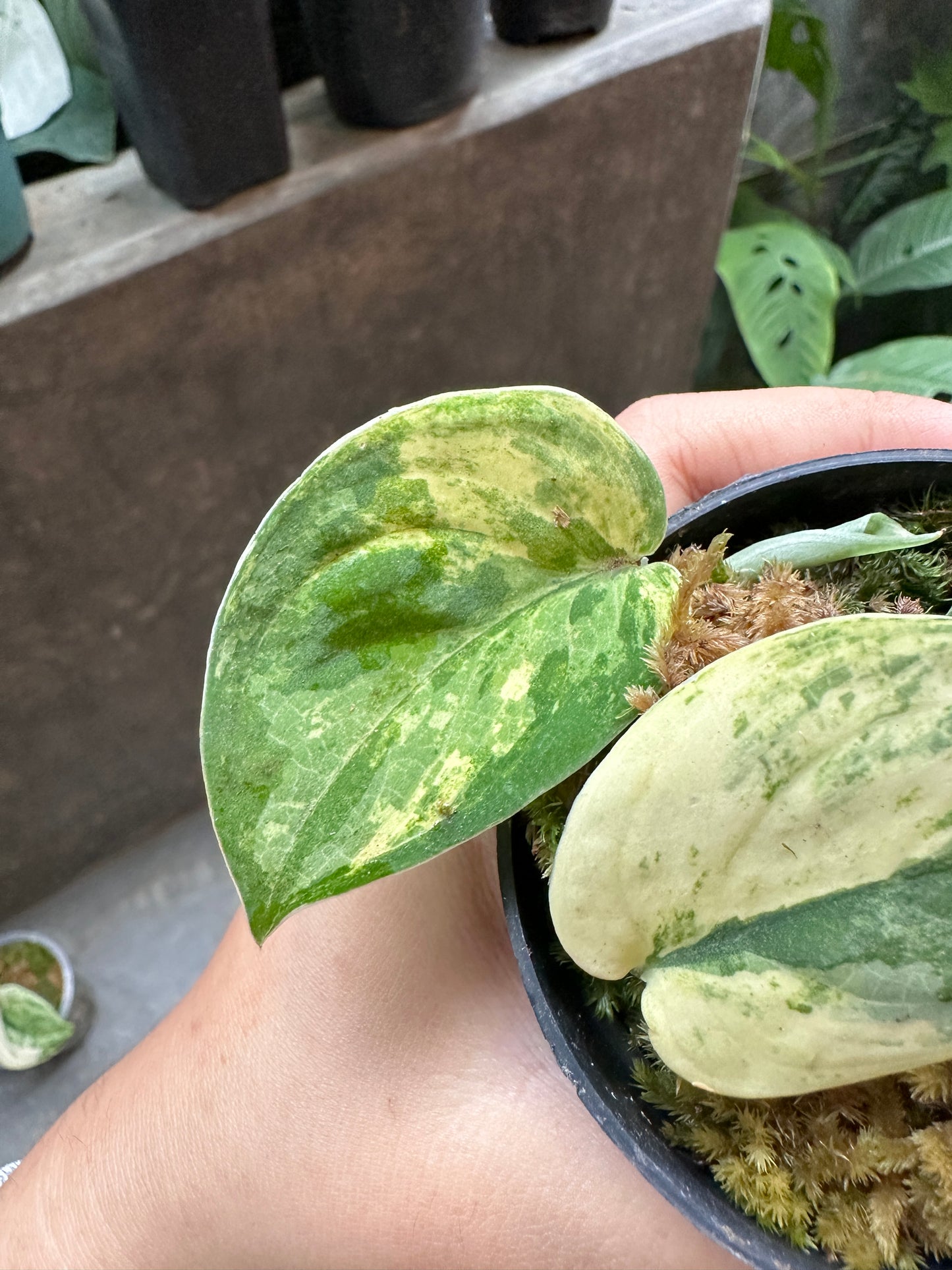 Scindapsus Mangurai- us & cad store