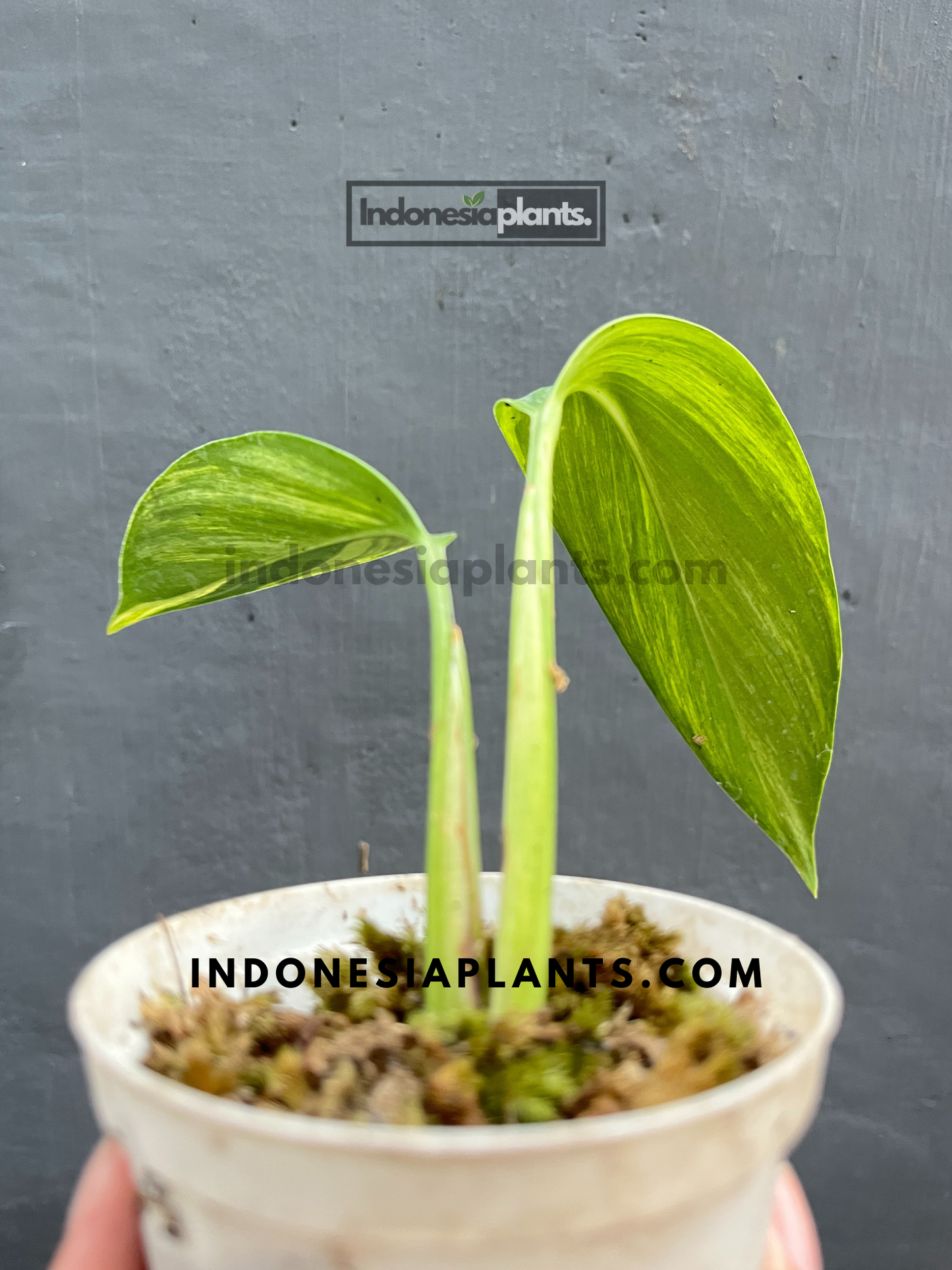 Scindapsus Rupestris Variegated