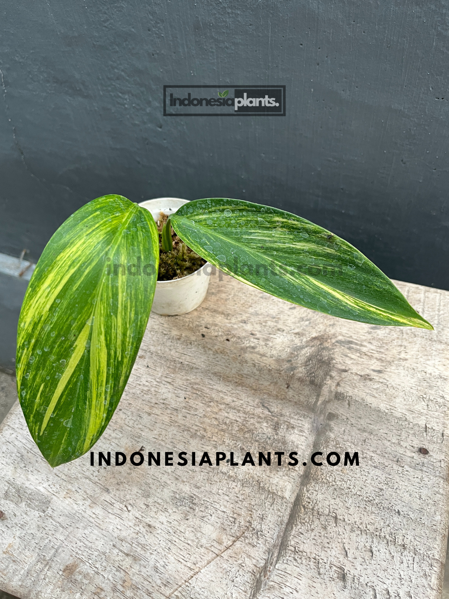 Scindapsus Rupestris Variegated