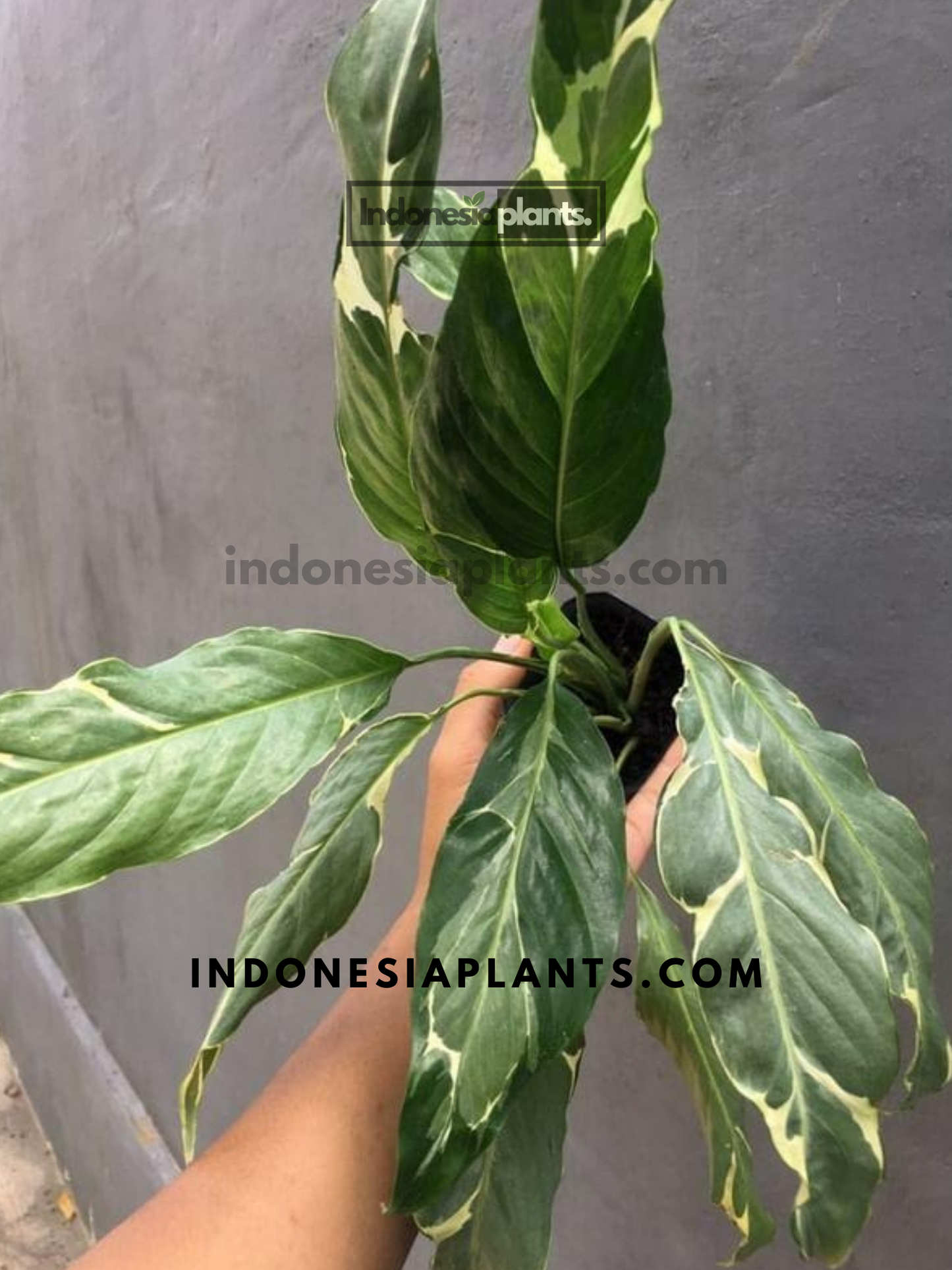 Spathiphyllum Yellow Variegated