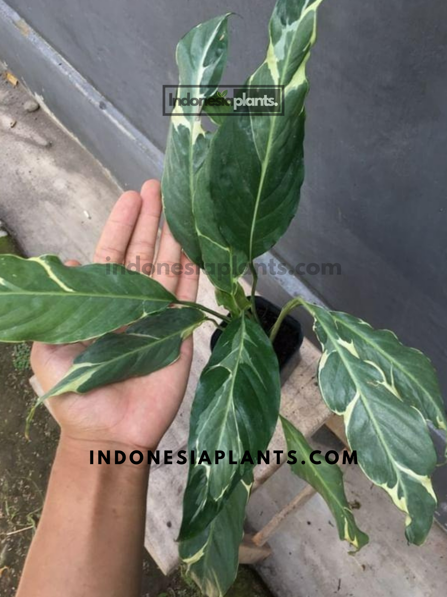 Spathiphyllum Yellow Variegated