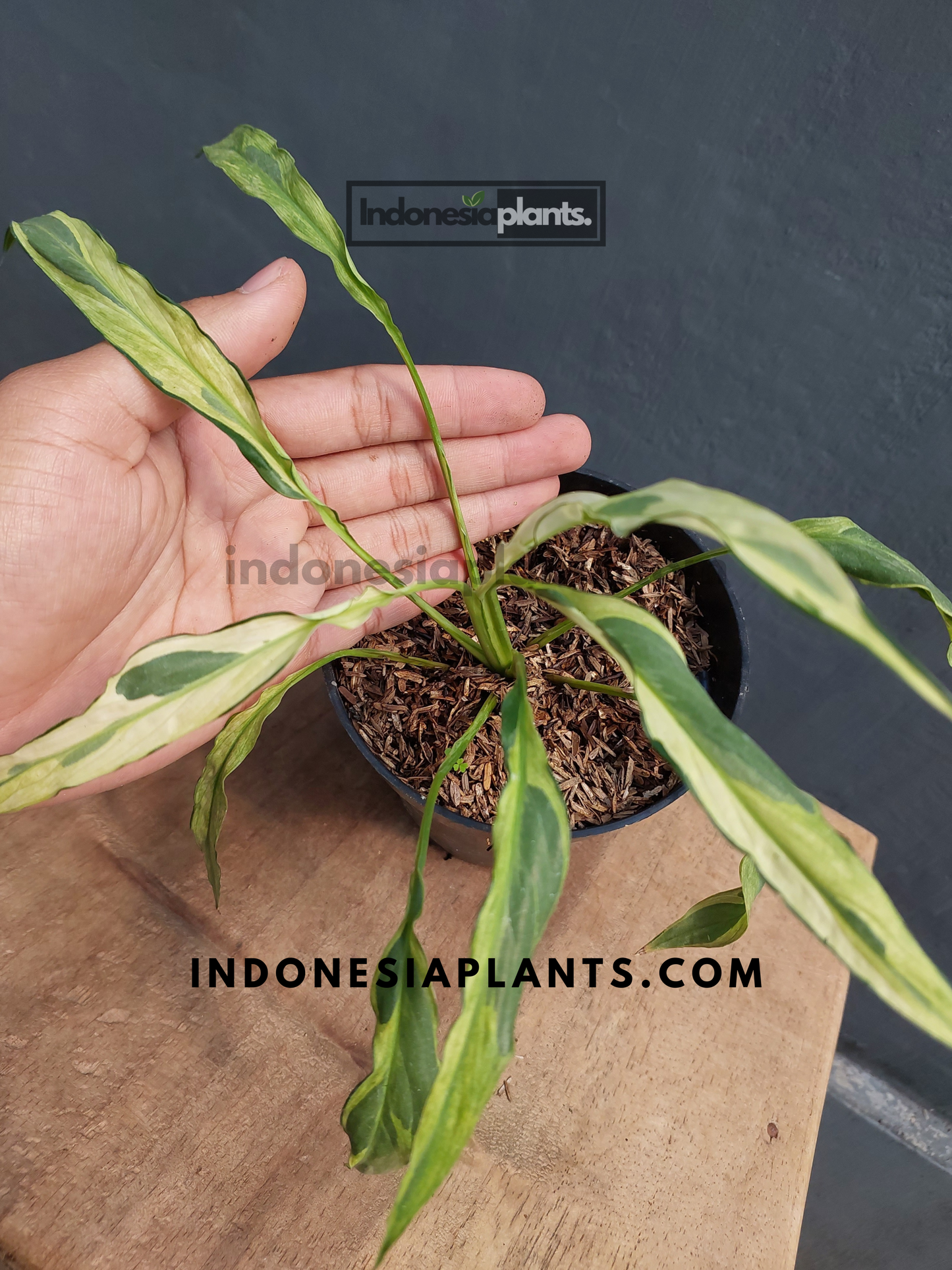 Spathiphyllum Mint Variegated