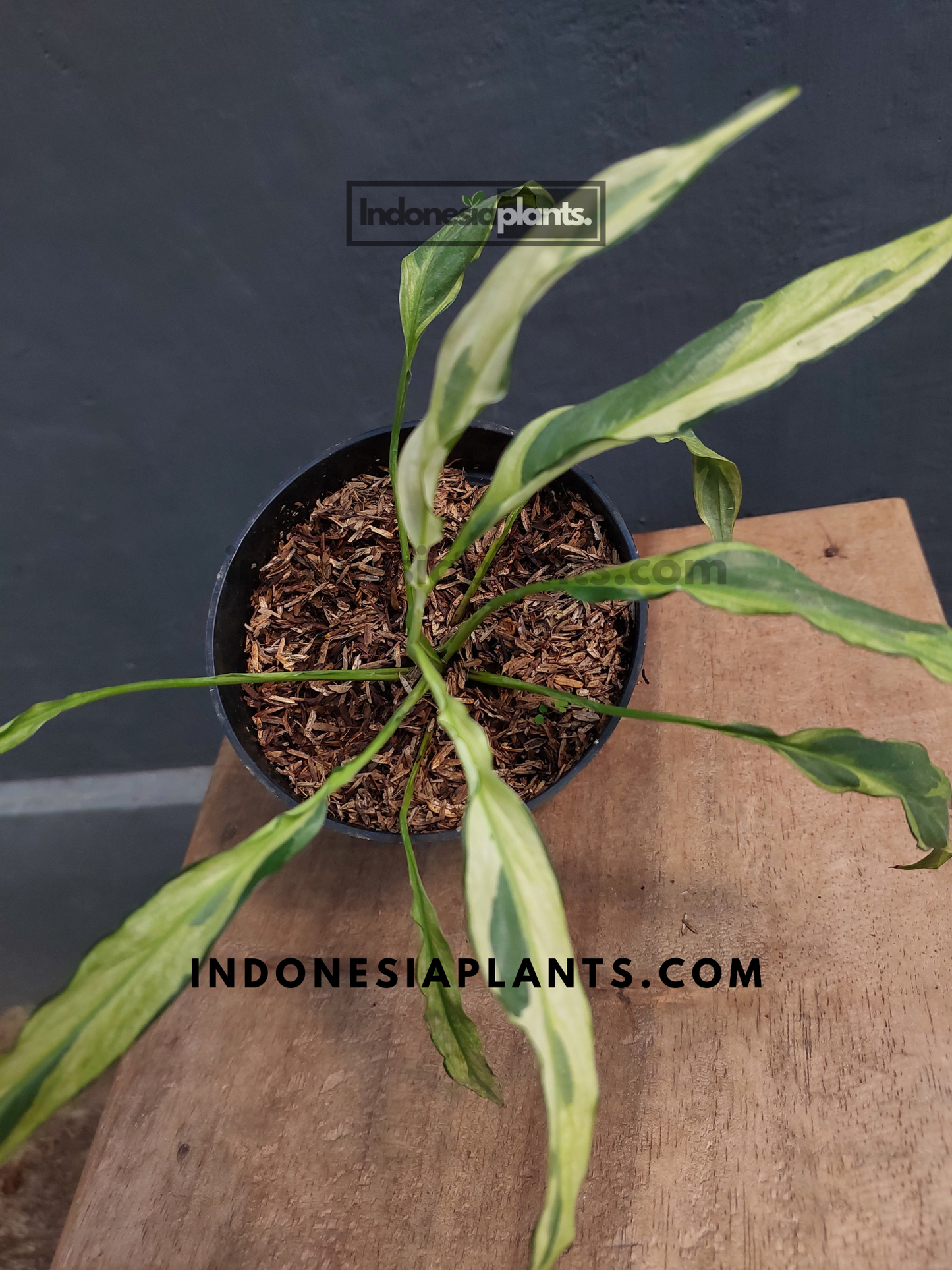 Spathiphyllum Mint Variegated