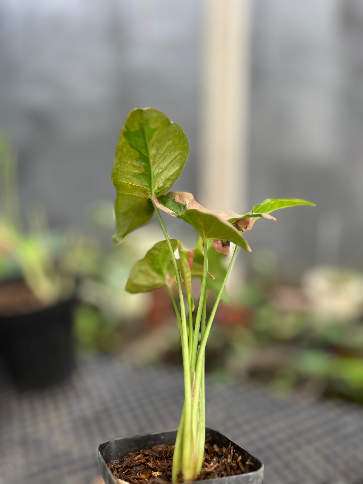 Syngonium Pink Beauty Pink Lava - us & cad store