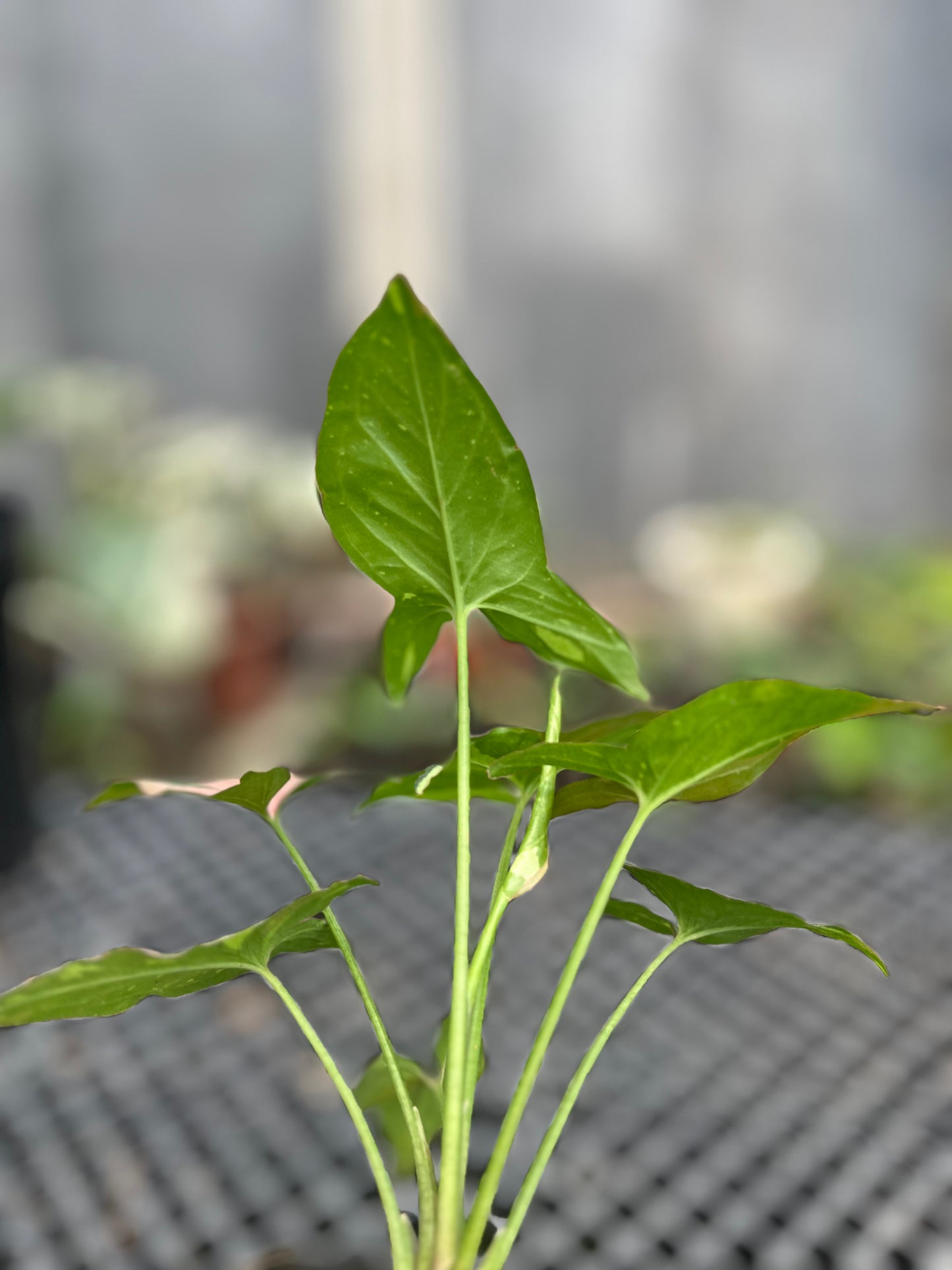 Syngonium Red Spot Tricolor - us & cad store