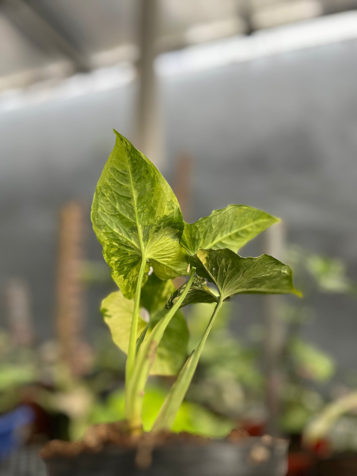 Syngonium Scrambled Eggs - us & cad store