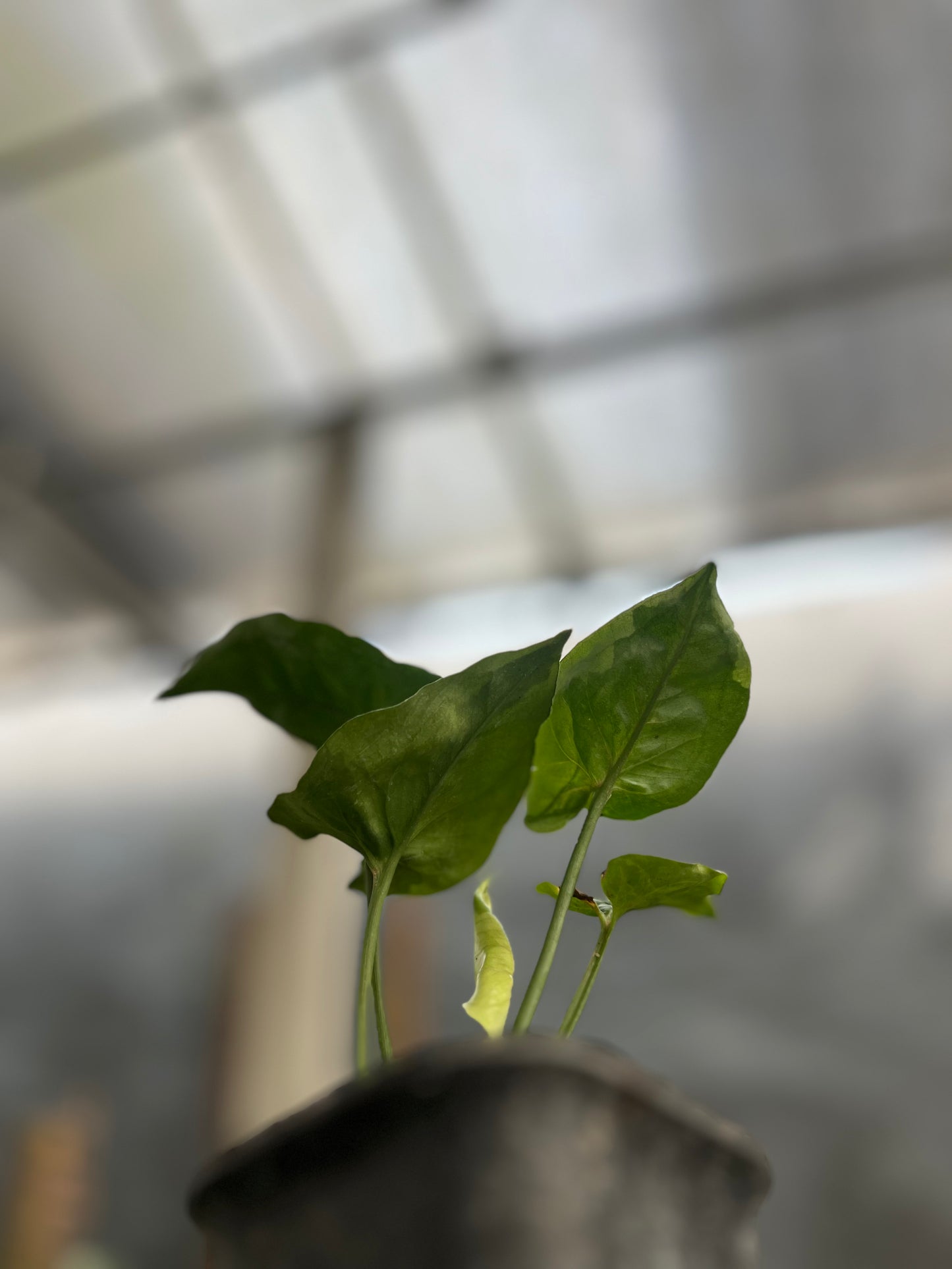 Syngonium T24 Round Form | Variegated Leaves Guarantee - us & cad store