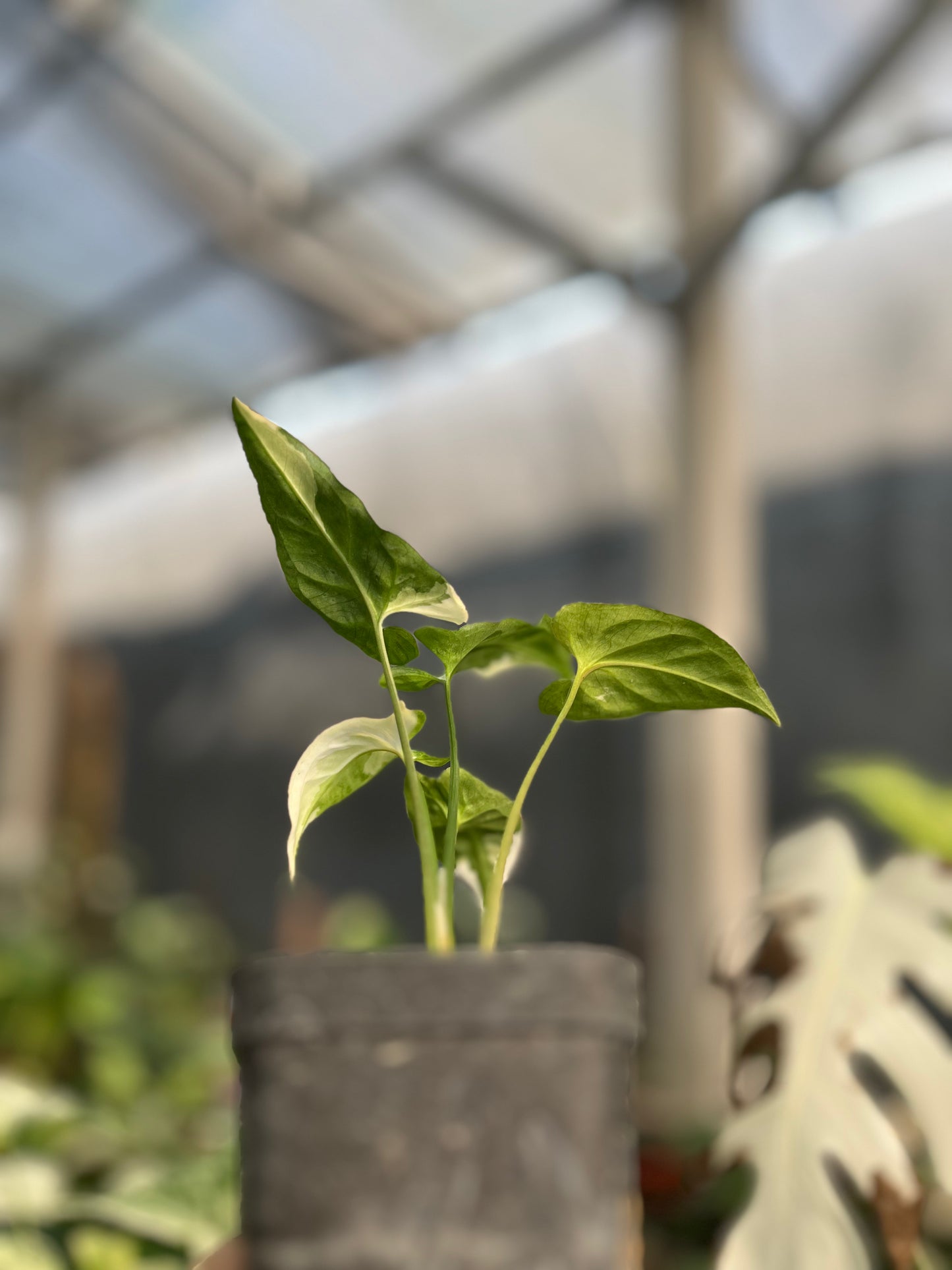 Syngonium T25 - us & cad store