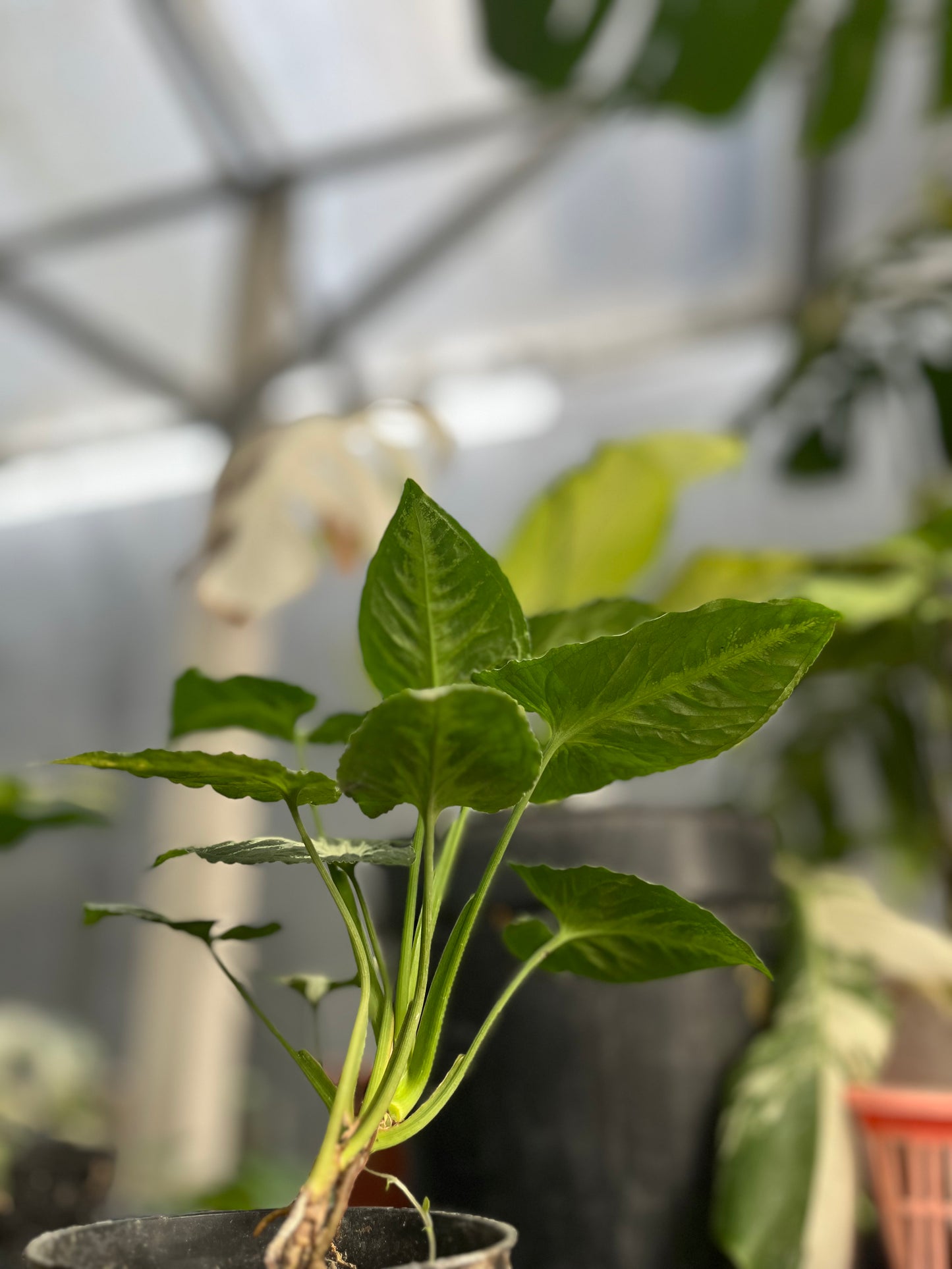 Syngonium Wendlandii round form - us & cad store