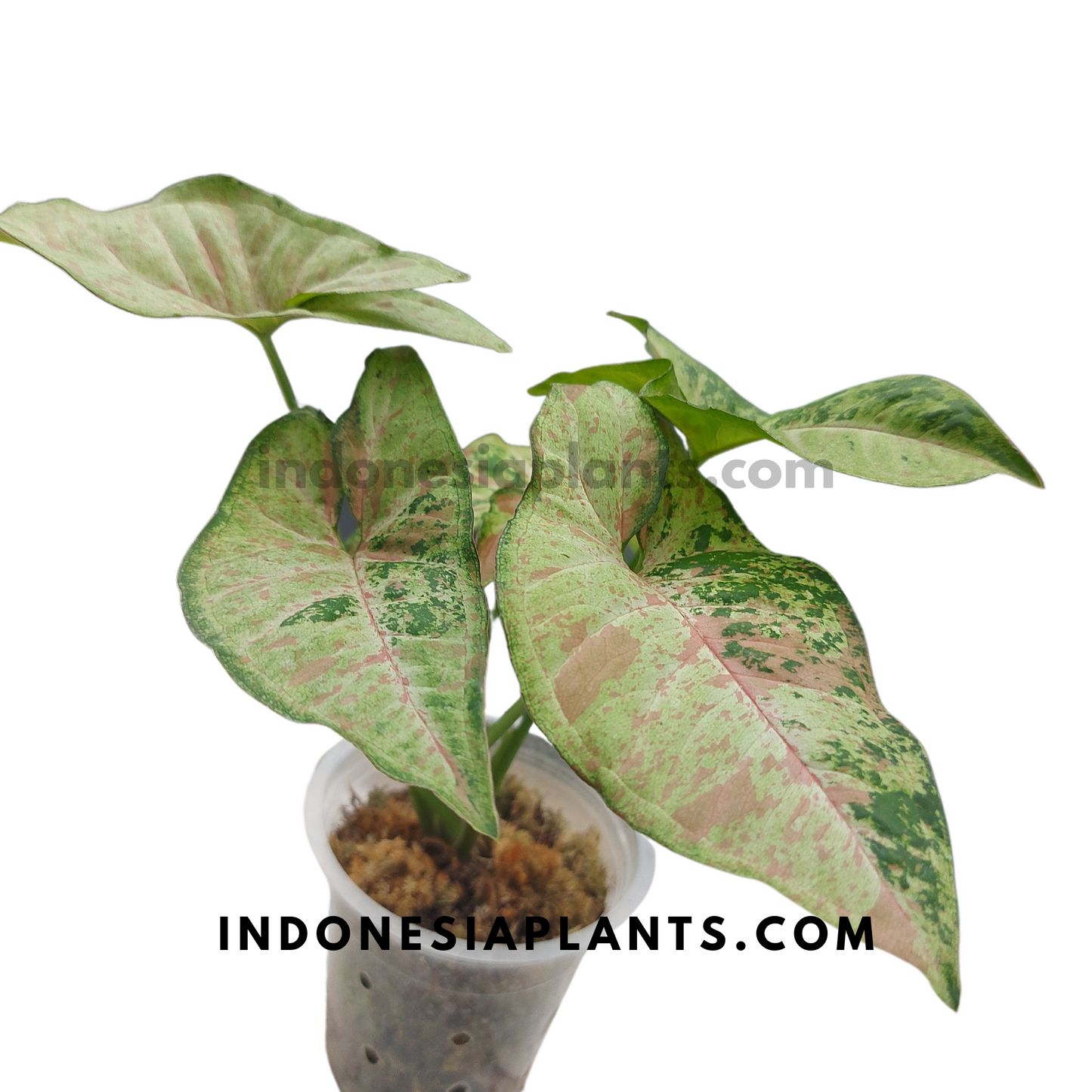 A close-up of Syngonium Confetti Tricolor with soft pink speckles on deep green leaves.
