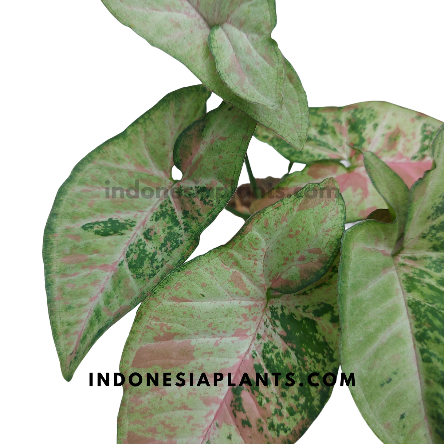 A Syngonium Confetti Tricolor plant with full, bushy growth, placed in a pot against a white background.