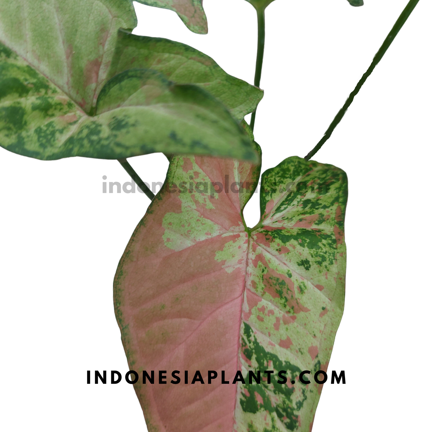 A side view of Syngonium Confetti Tricolor with distinct pink, green, and white patches on its foliage.