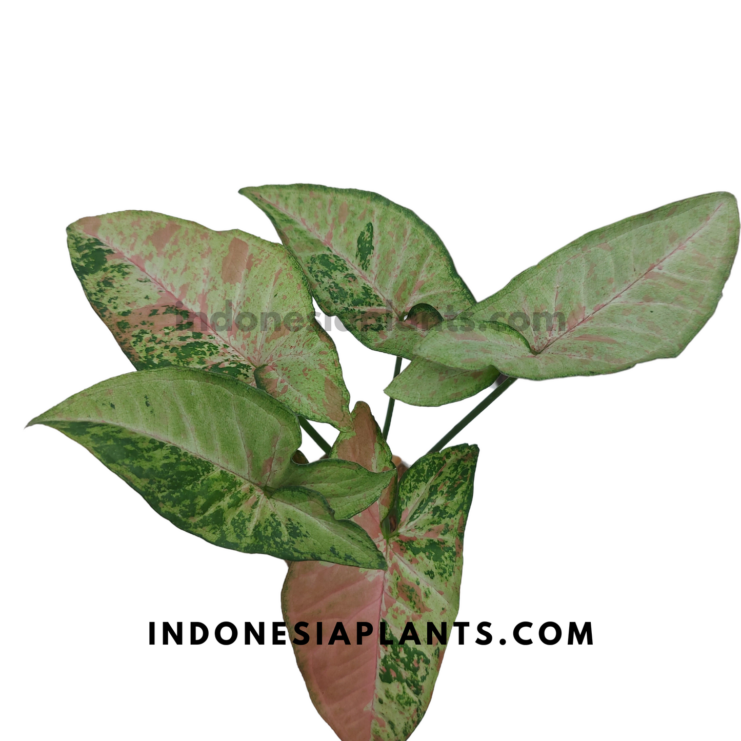 A potted Syngonium Confetti Tricolor with multiple variegated leaves in shades of green and pink.