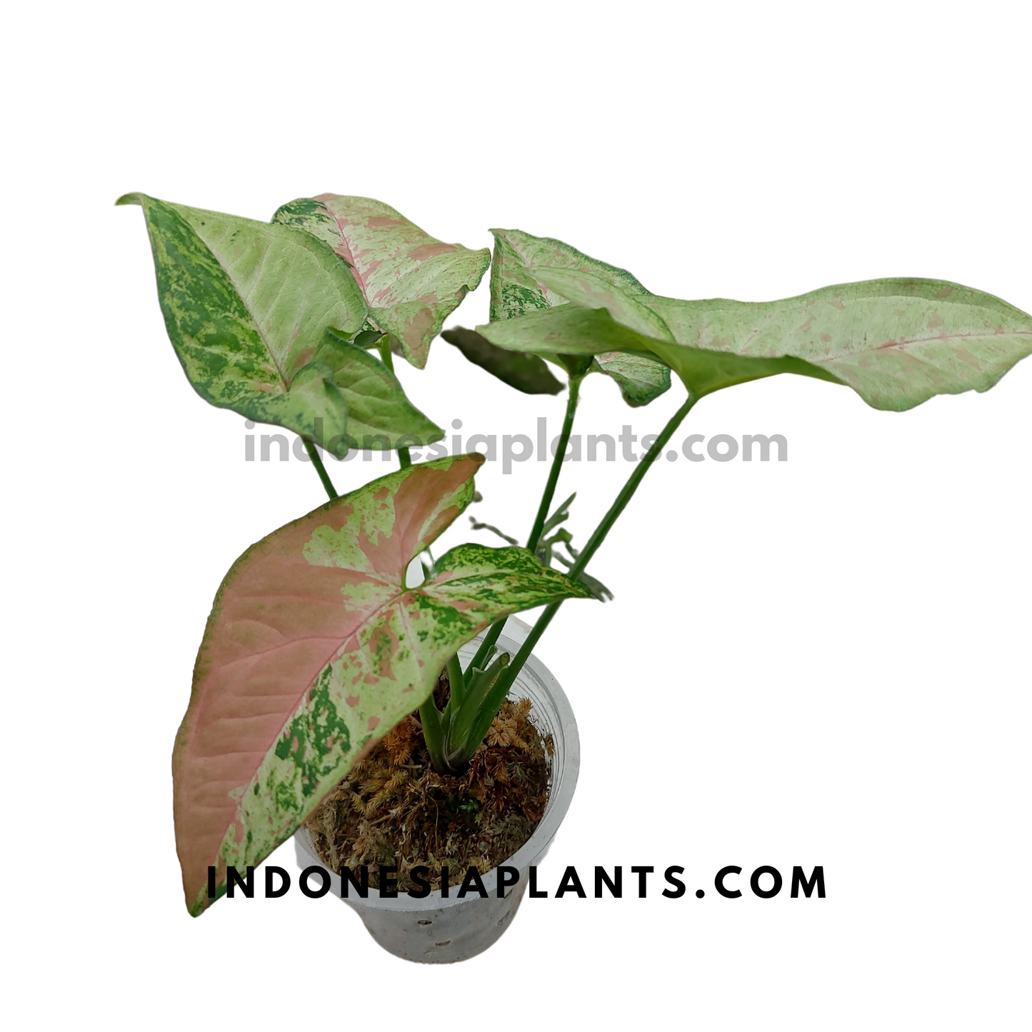 A potted Syngonium Confetti Tricolor with a mix of pink and green arrowhead-shaped leaves, ready for sale.