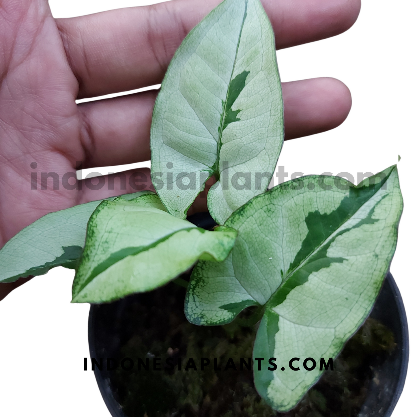 Syngonium Green Beauty