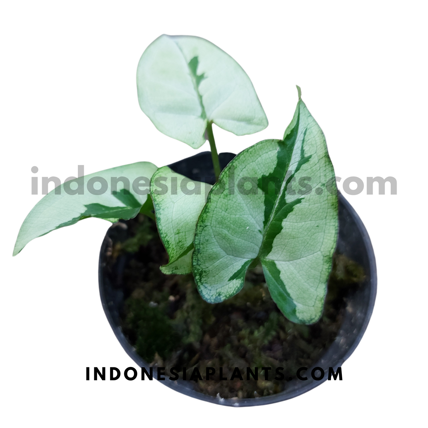 Syngonium Green Beauty