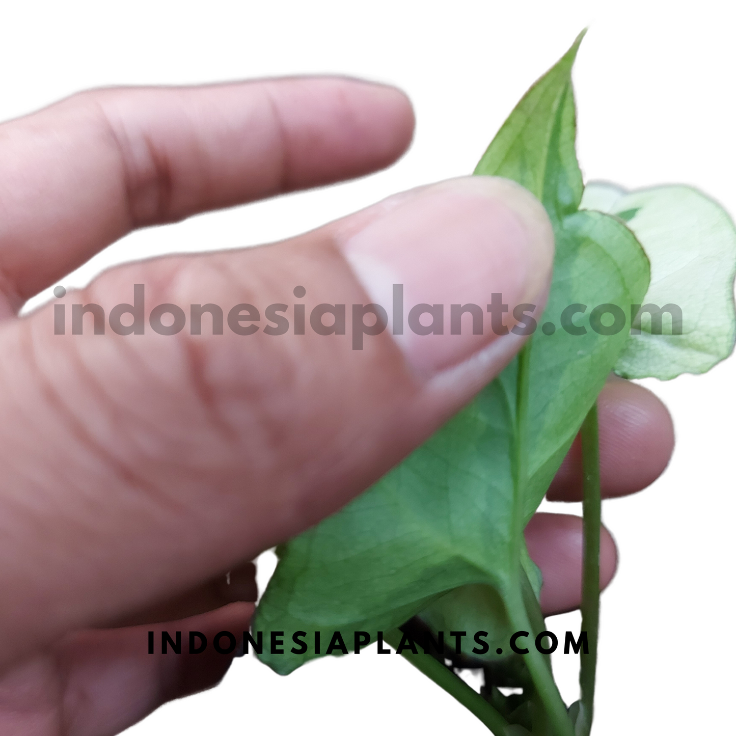 Syngonium Green Beauty
