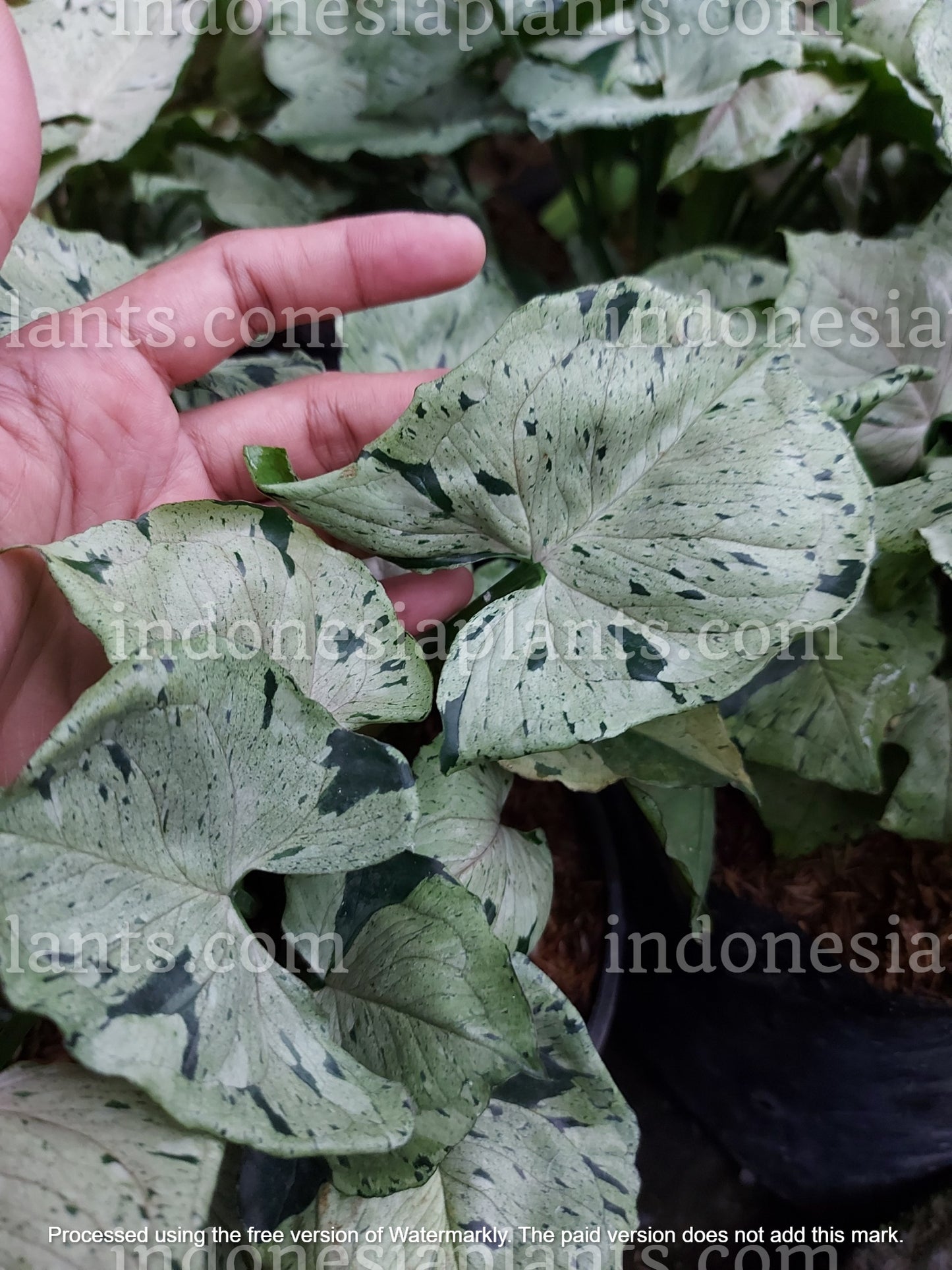 A close-up of Syngonium Green Splash leaves held by hand, showing their white and green marbled pattern.