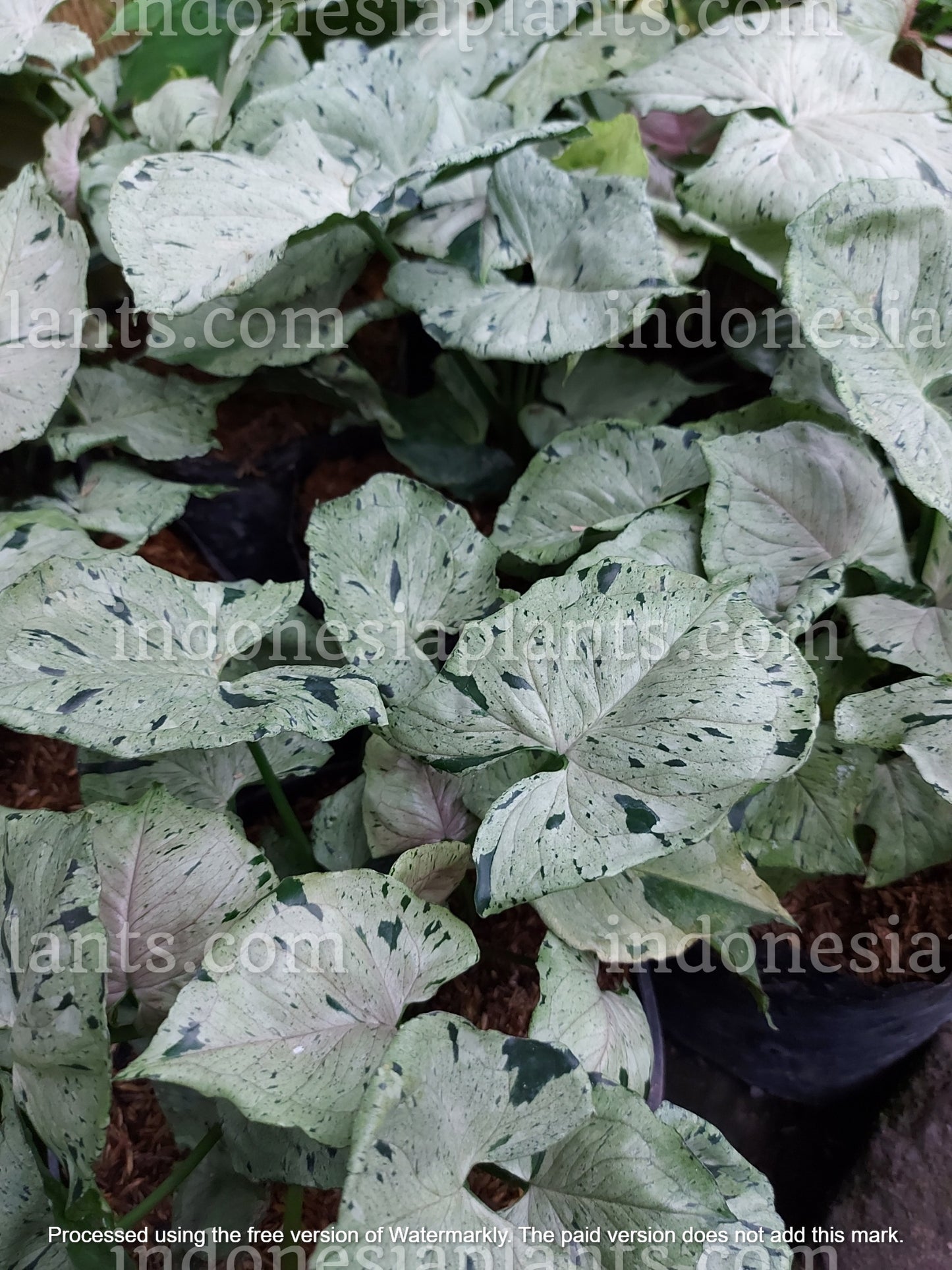 A cluster of Syngonium Green Splash plants in pots, highlighting their speckled foliage.
