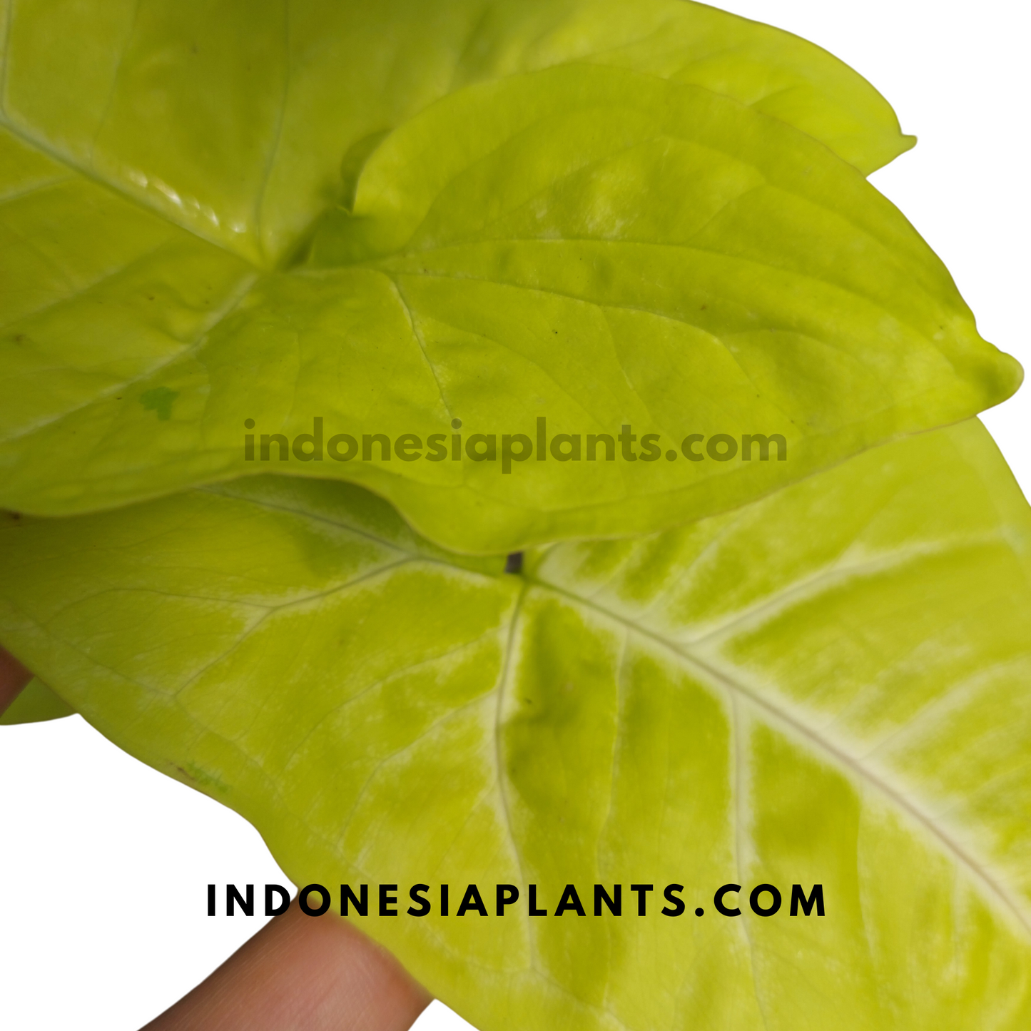 A lush Syngonium Lime Soda plant with large leaves, placed in a white pot.