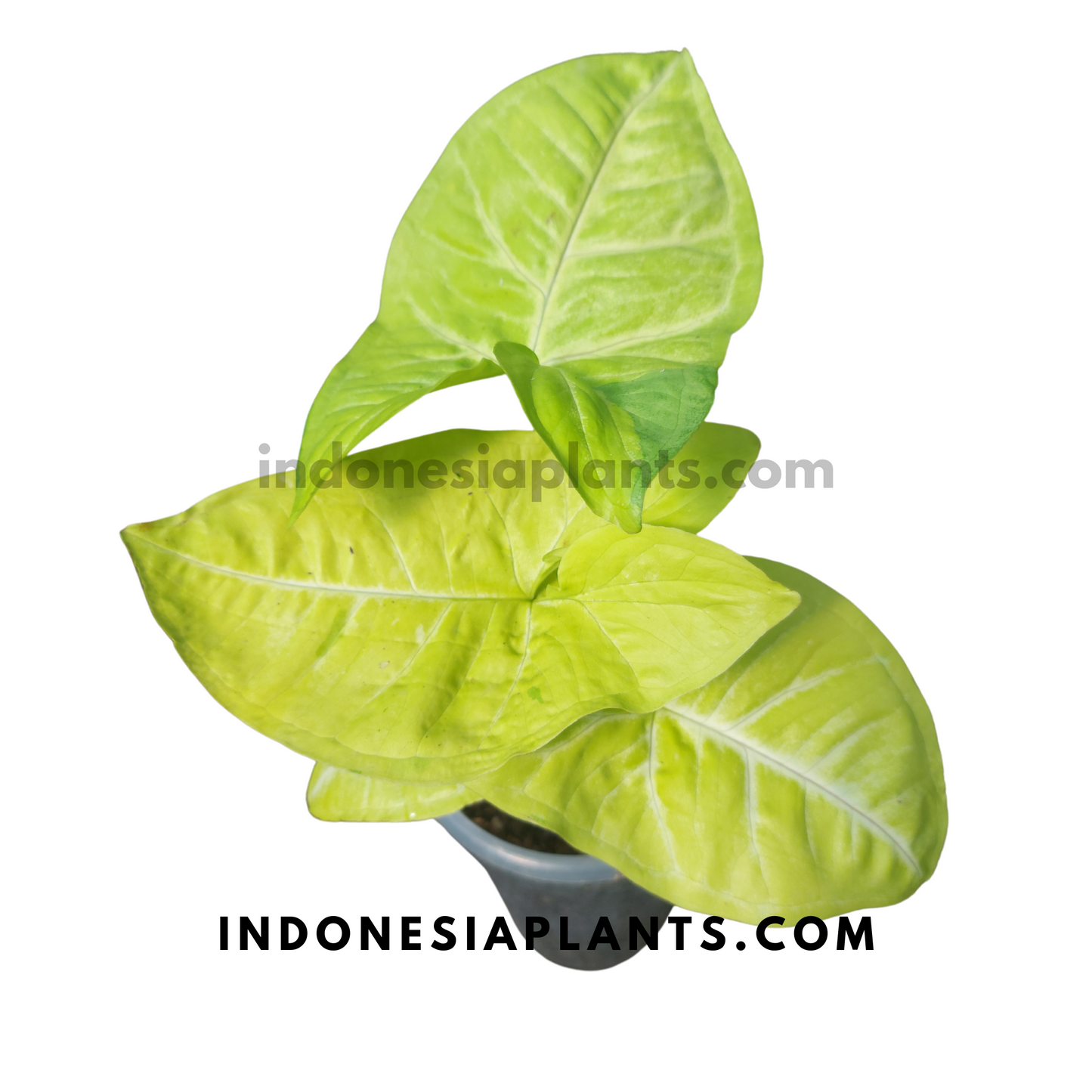 A full view of Syngonium Lime Soda with its vibrant neon-green foliage, ready for sale.
