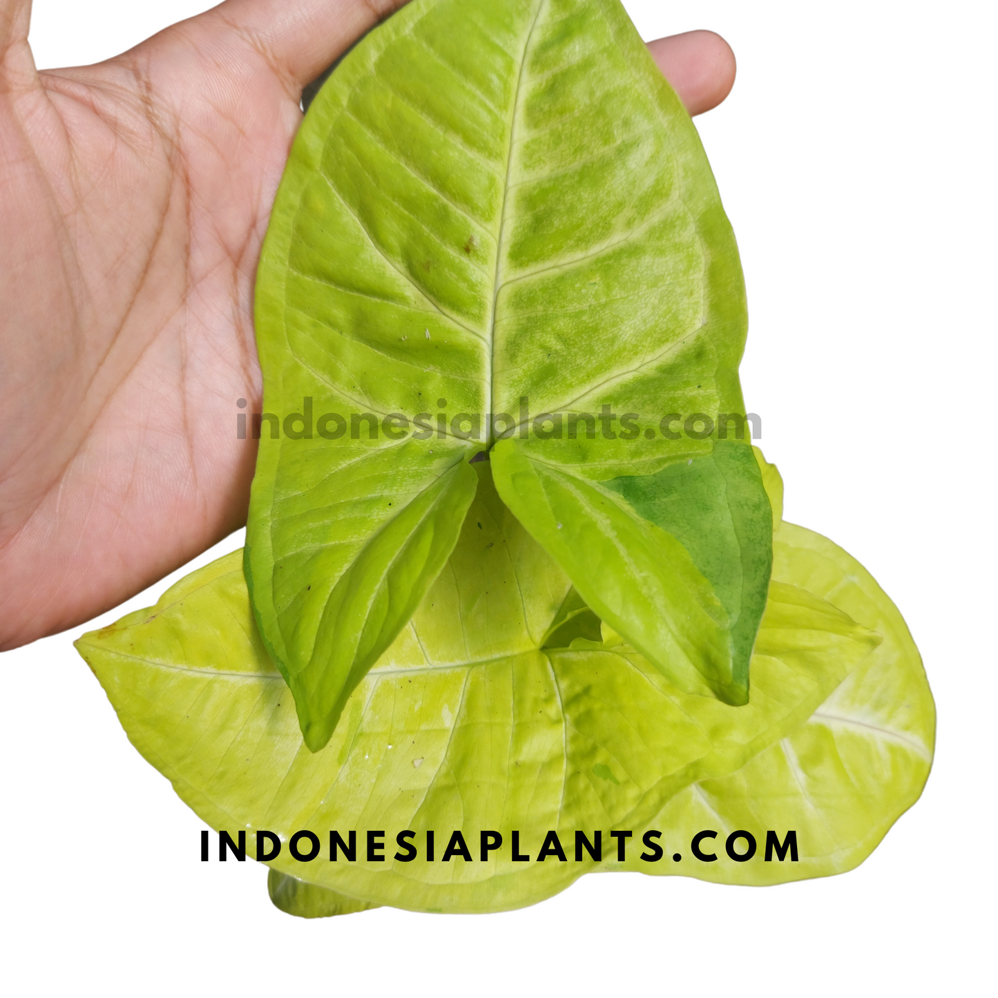 A Syngonium Lime Soda plant in hand, displaying its arrowhead-shaped leaves.