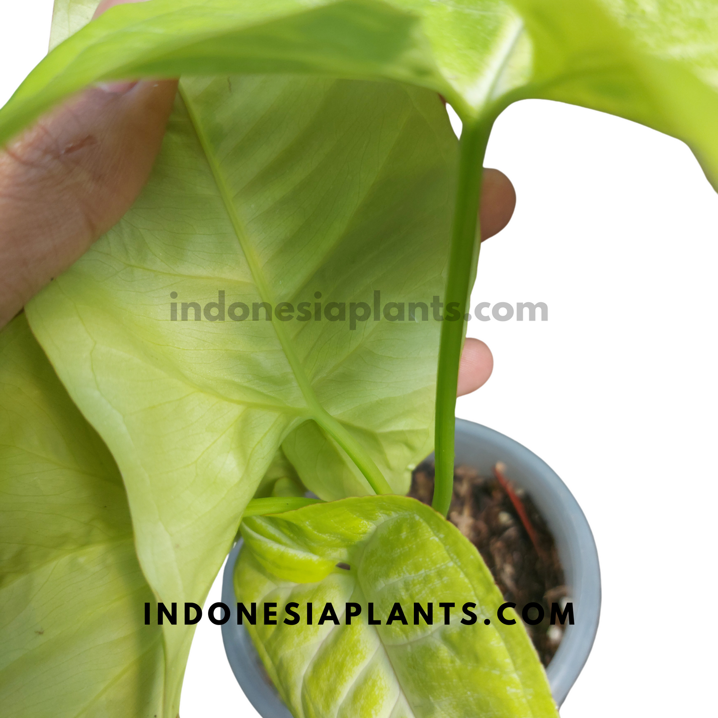 A close-up back leaves of Syngonium Lime Soda leaf, showing its glossy texture and bright hue.