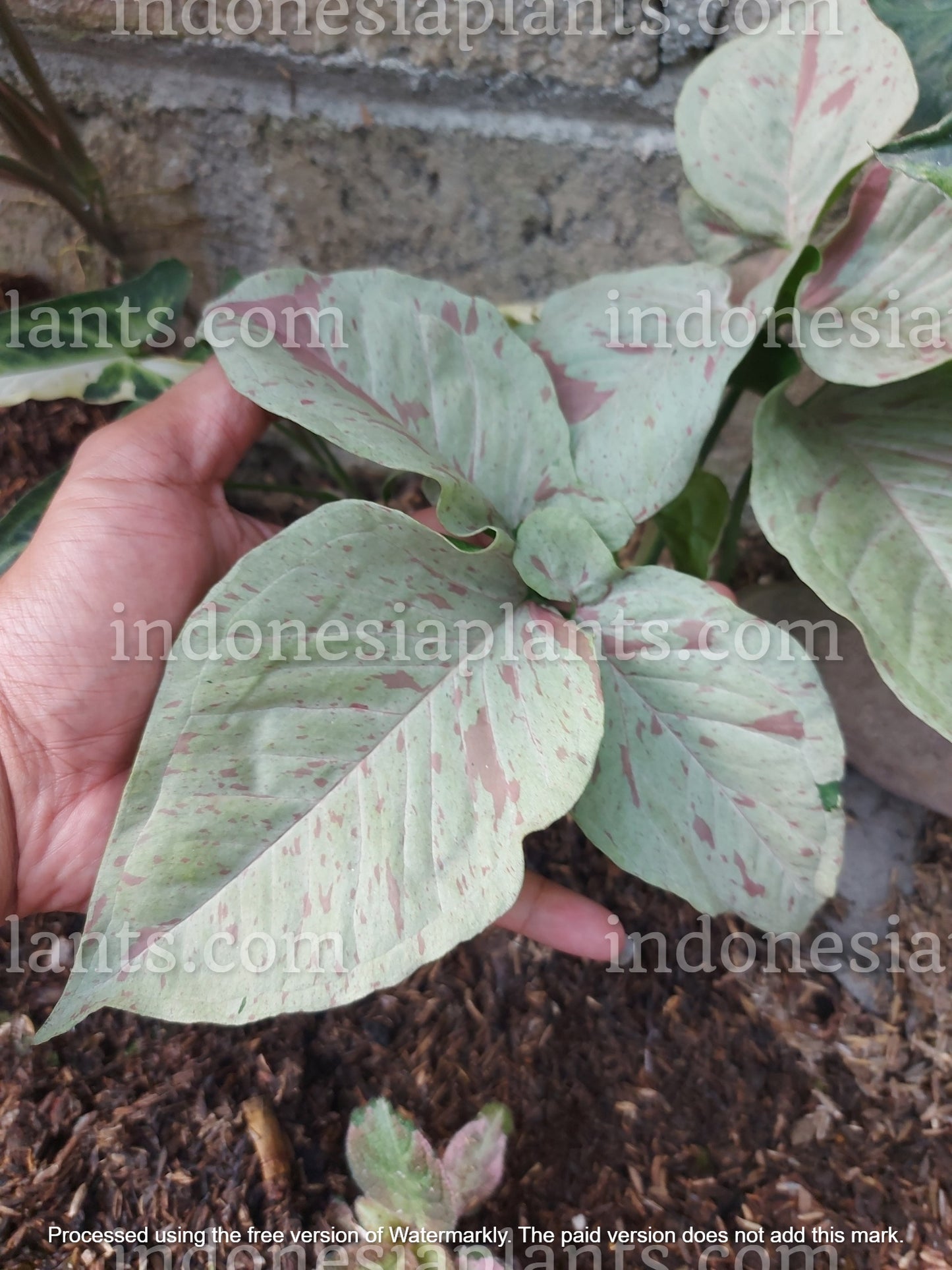 syngonium milk confettii mature, live syngonium milk confettii mature, live syngonium milk confettii mature plant, syngonium milk confettii mature plants, live syngonium milk confettii mature green, rare syngonium milk confettii mature plants, rare syngonium milk confettii mature, popular syngonium milk confettii mature, tropical syngonium milk confettii mature, tropical syngonium milk confettii mature plants, indoor plant, outdoor