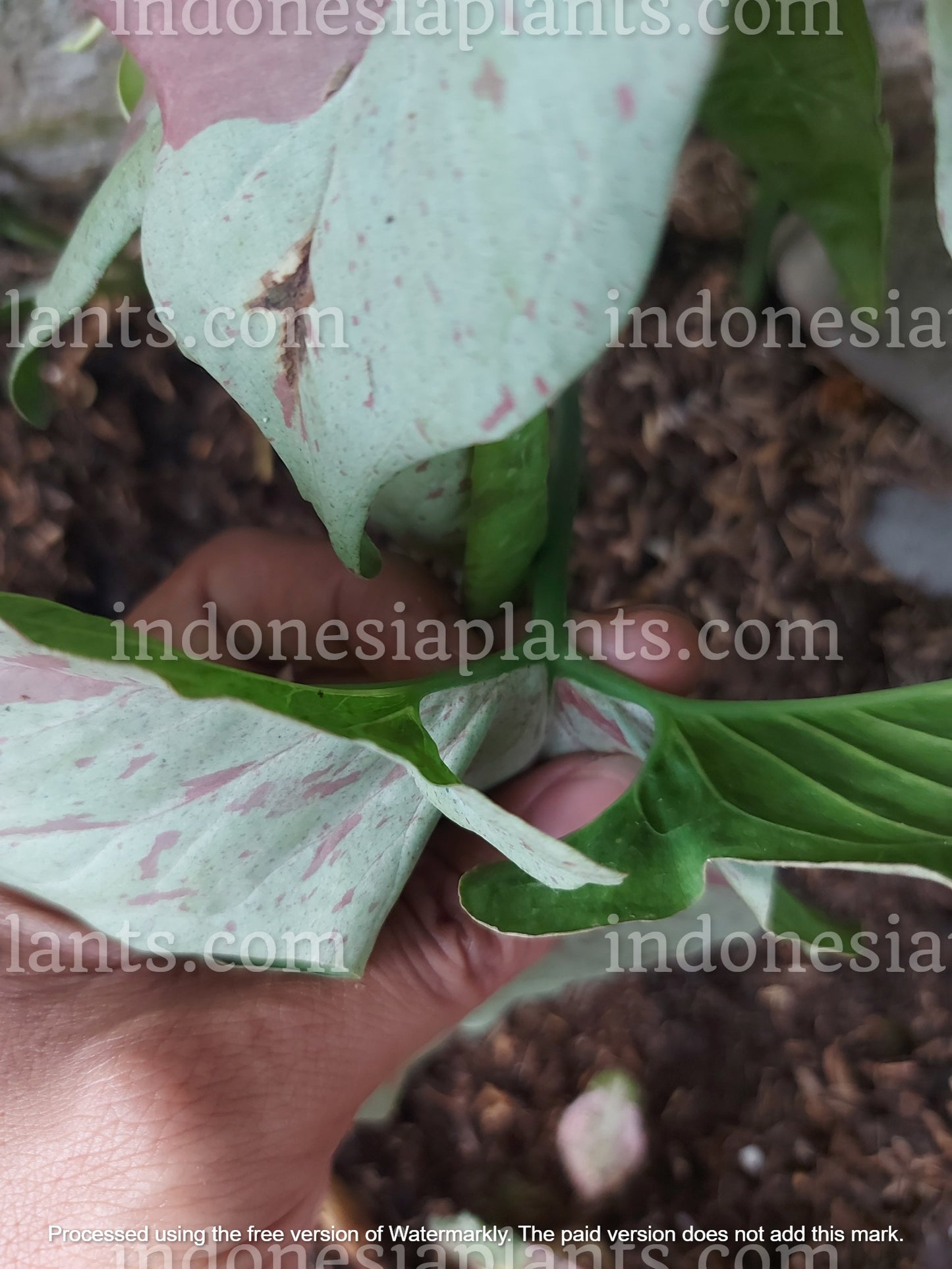 syngonium milk confettii mature, live syngonium milk confettii mature, live syngonium milk confettii mature plant, syngonium milk confettii mature plants, live syngonium milk confettii mature green, rare syngonium milk confettii mature plants, rare syngonium milk confettii mature, popular syngonium milk confettii mature, tropical syngonium milk confettii mature, tropical syngonium milk confettii mature plants, indoor plant, outdoor