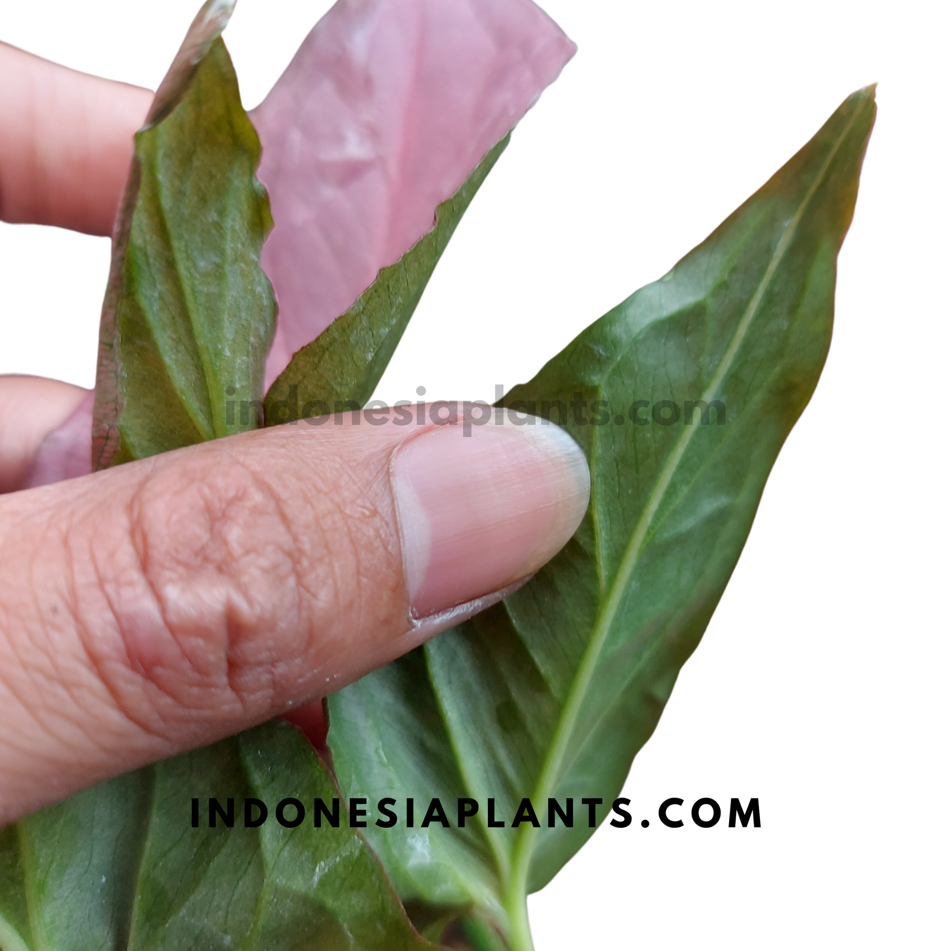 Syngonium Orm Nak Red